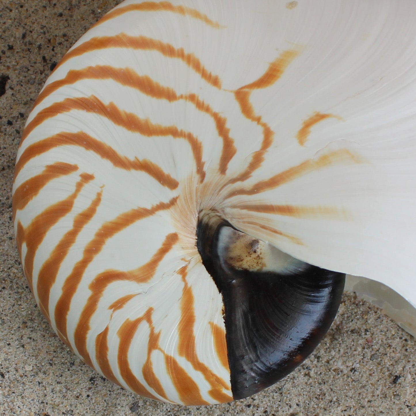 Chambered Nautilus