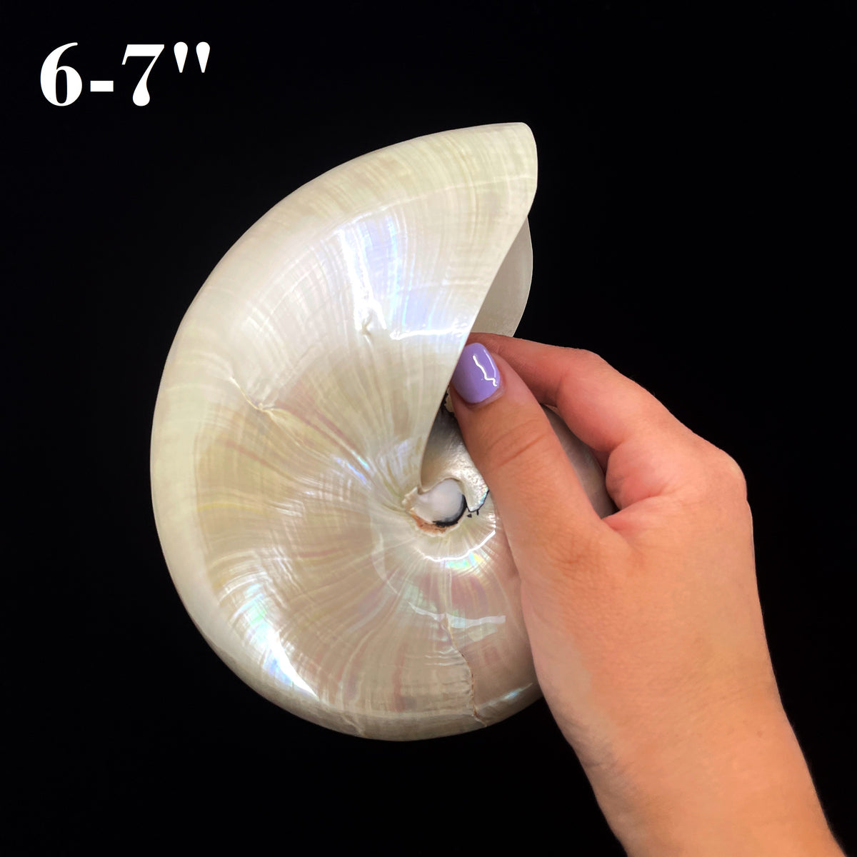 Chambered Nautilus Polished