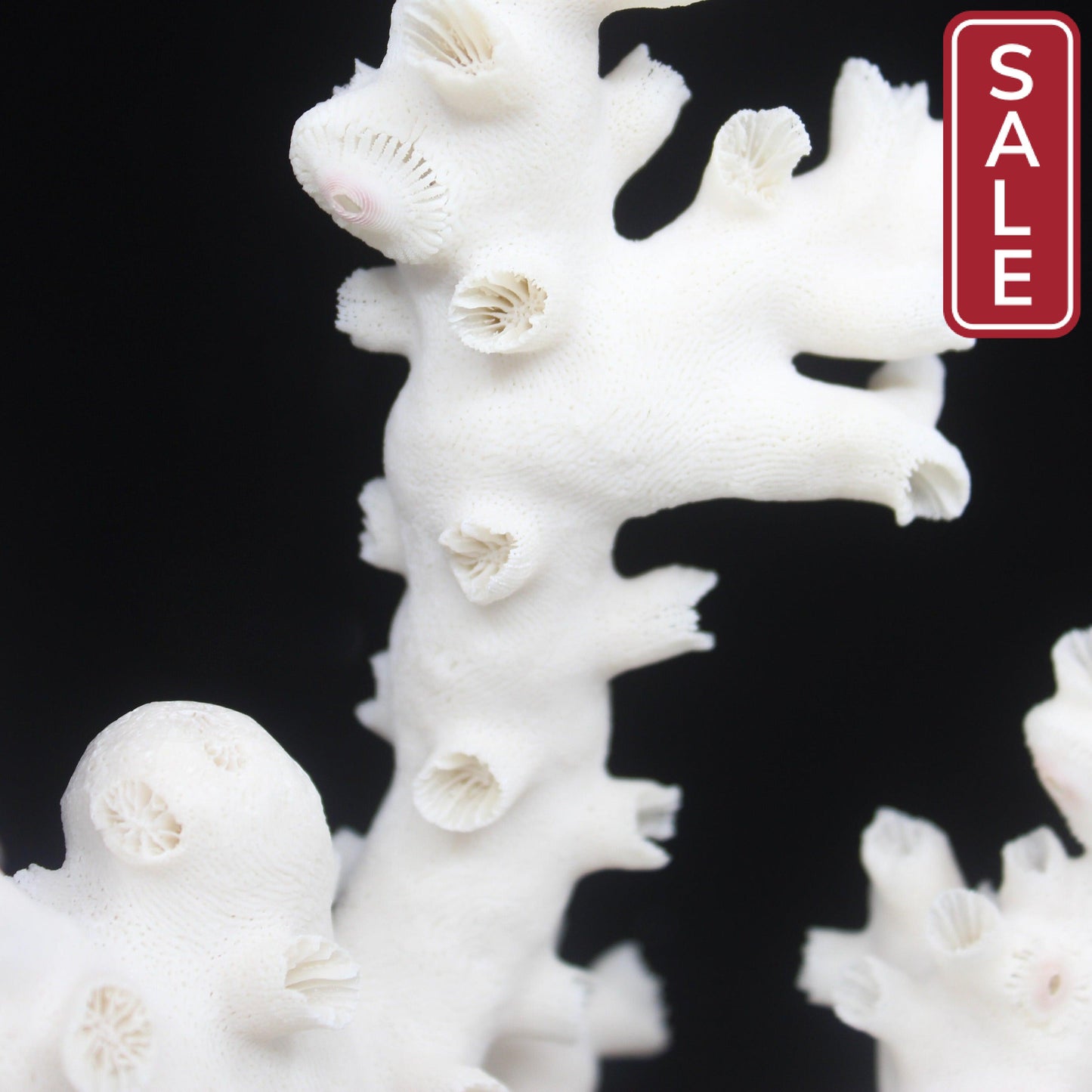 Octopus Coral 10-12"