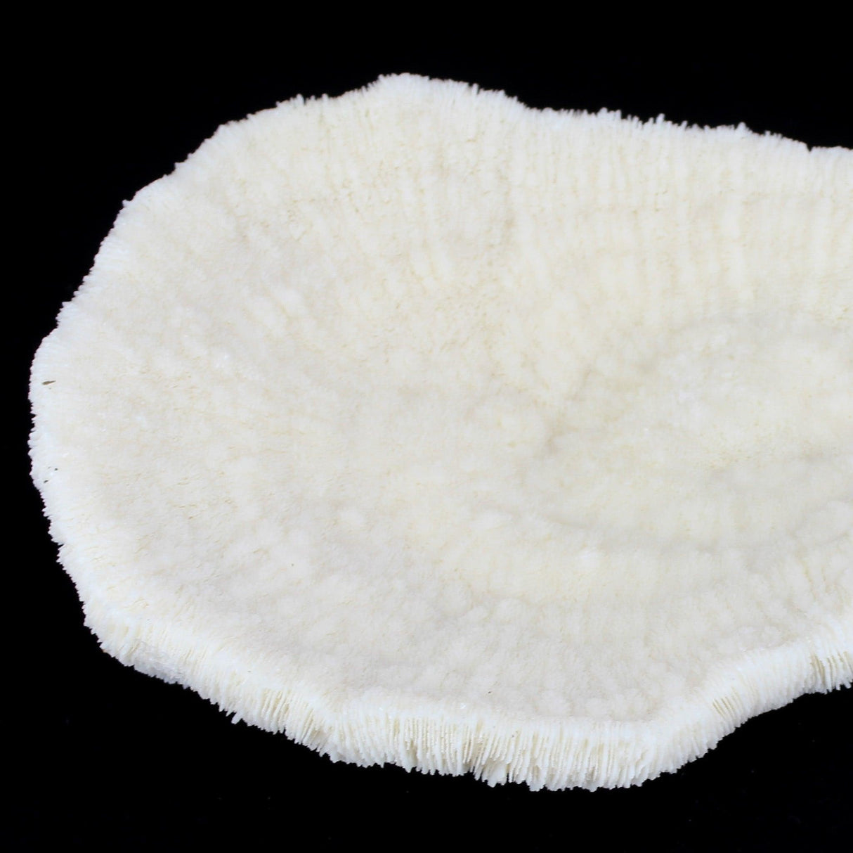 Coral Bowl 10-12"