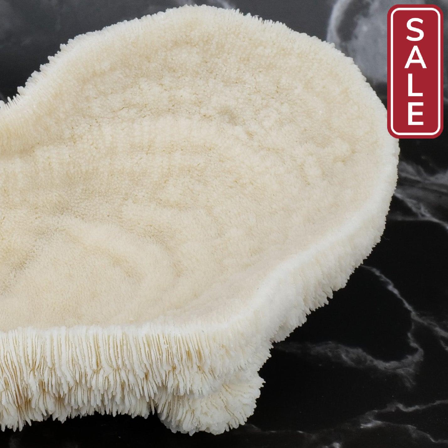 Coral Bowl 6-8"
