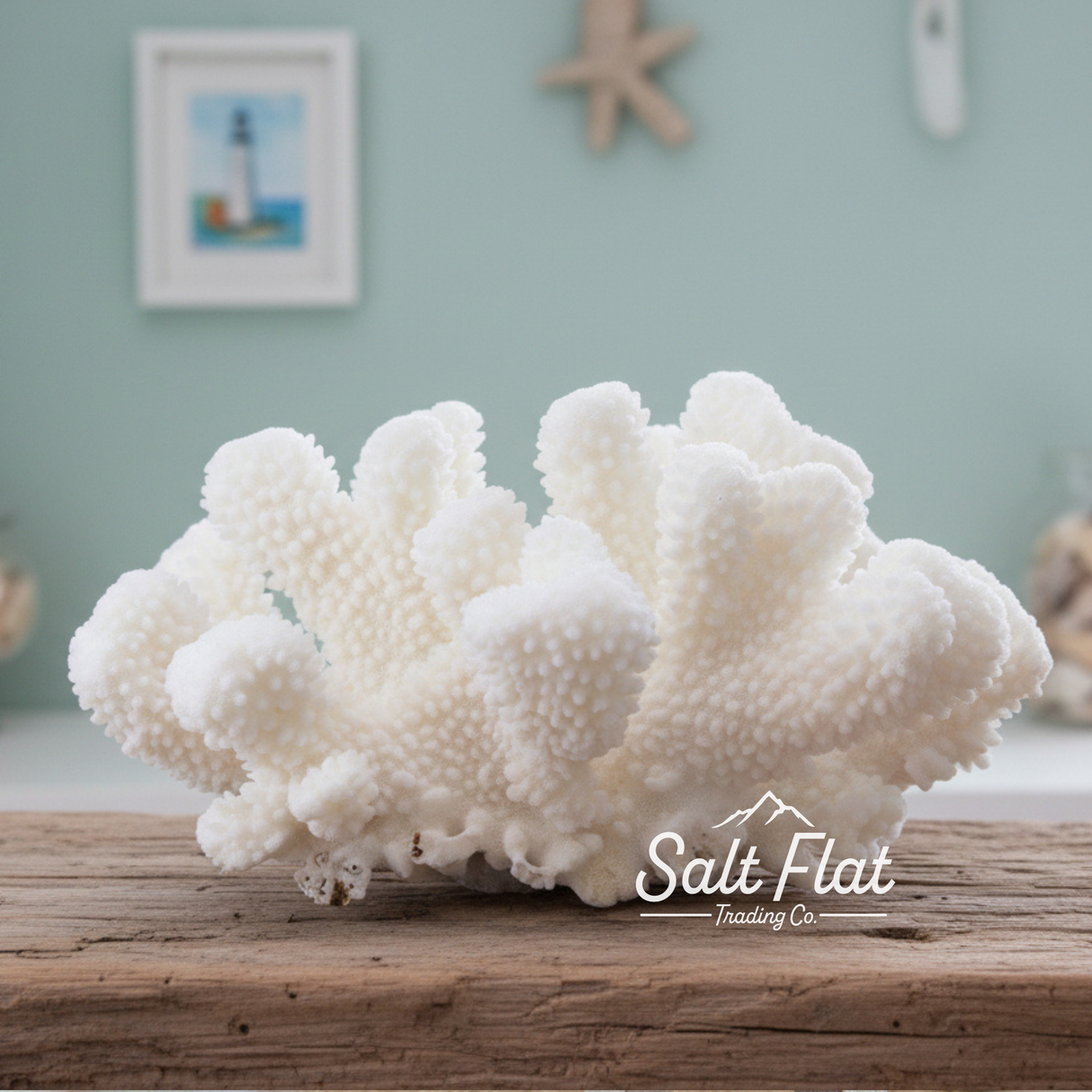 Cauliflower Coral 7-10"