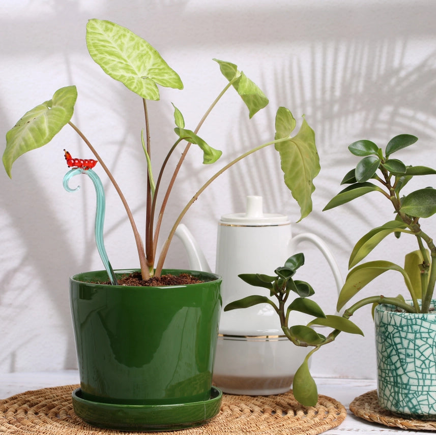 Glass Plant Stake