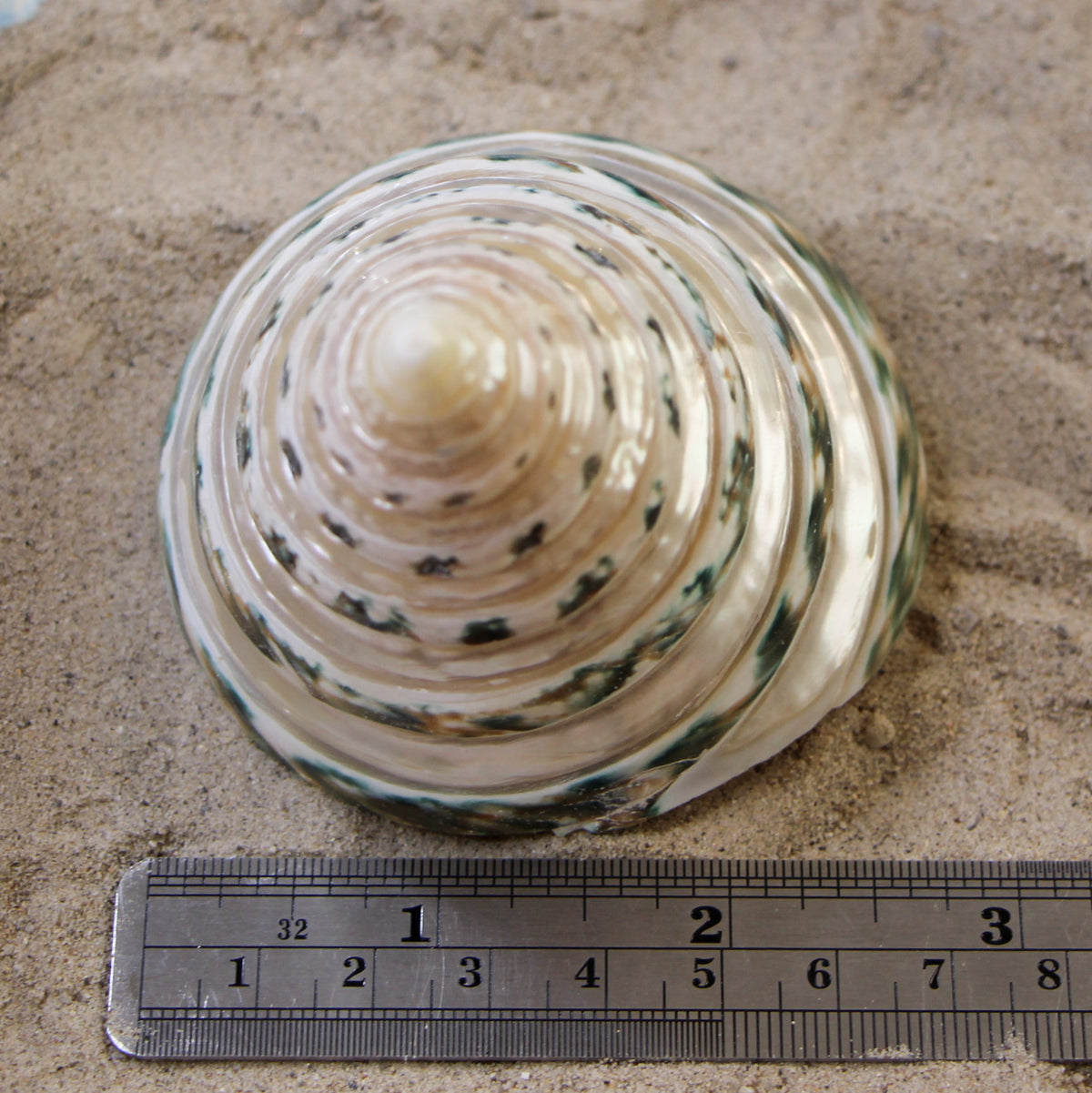 Commercial Top - Banded