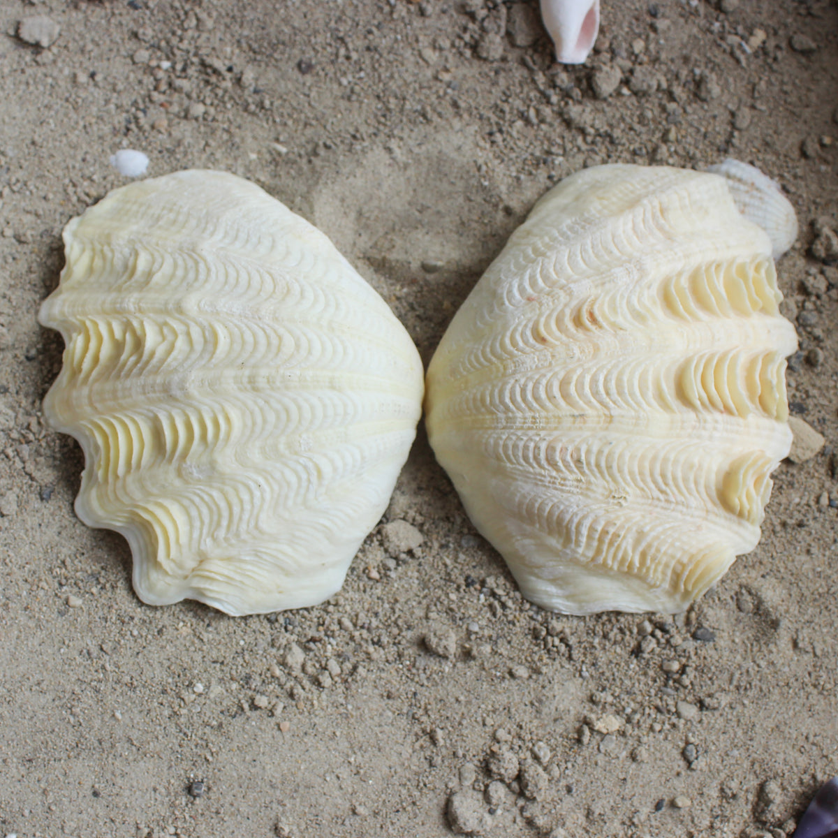 Derase Clams
