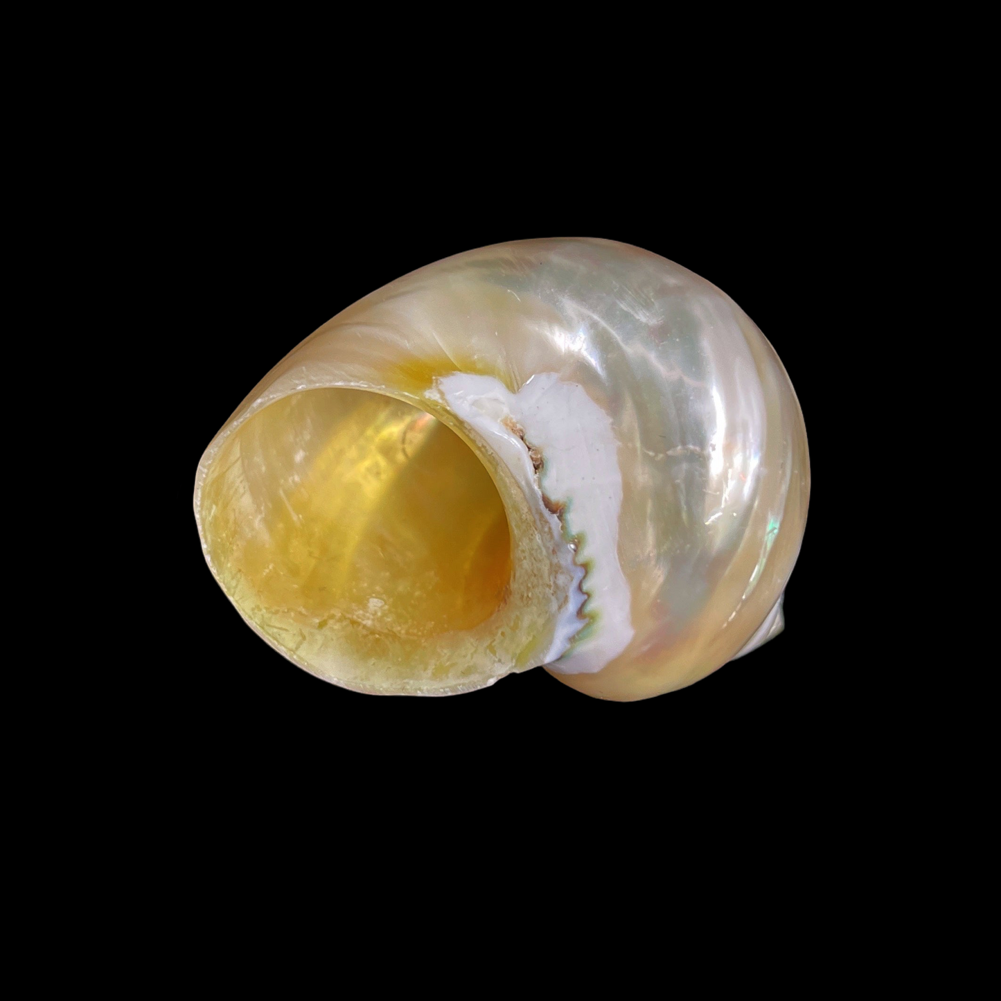 Goldmouth Turbo 1.5-2"