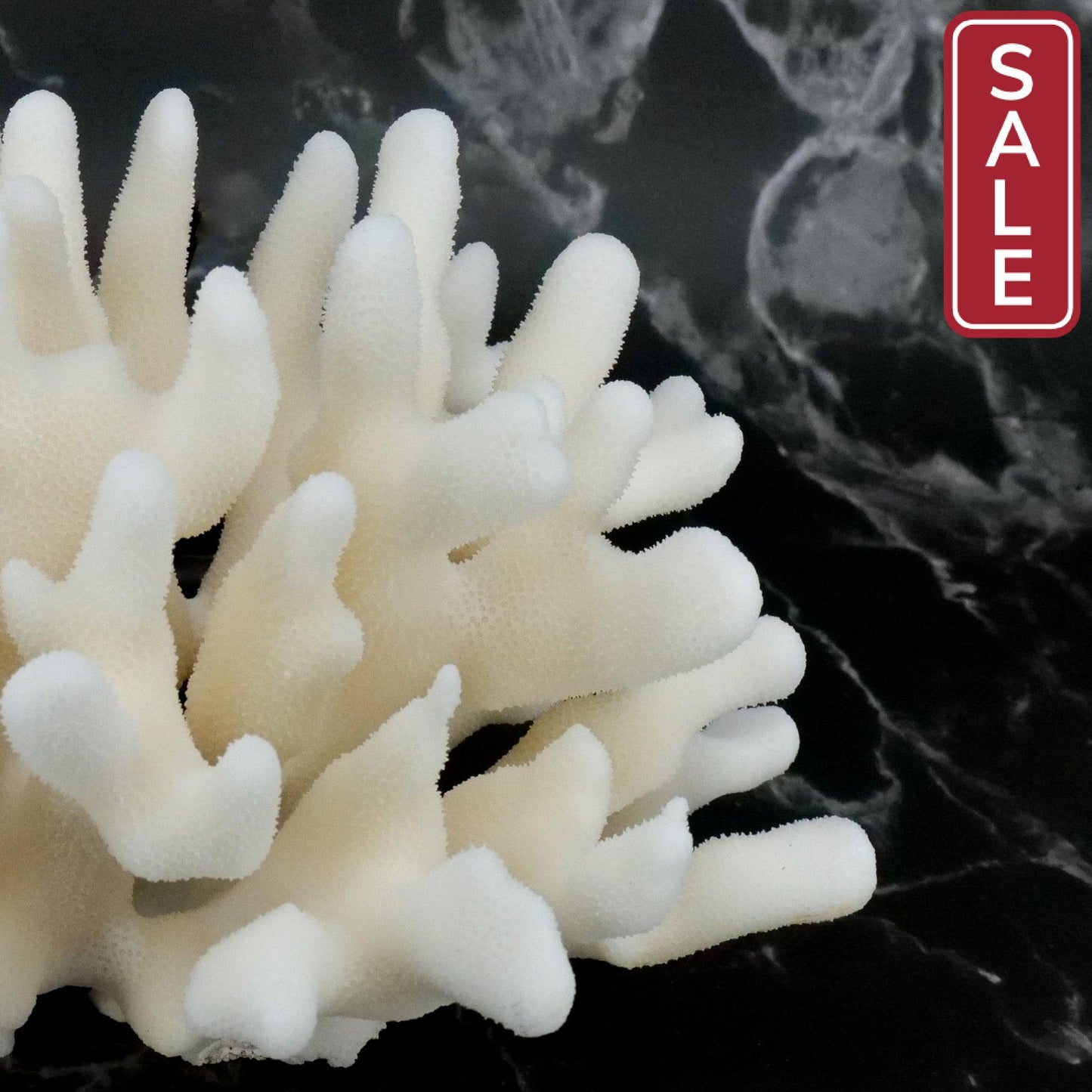 Elkhorn Coral 7-10"