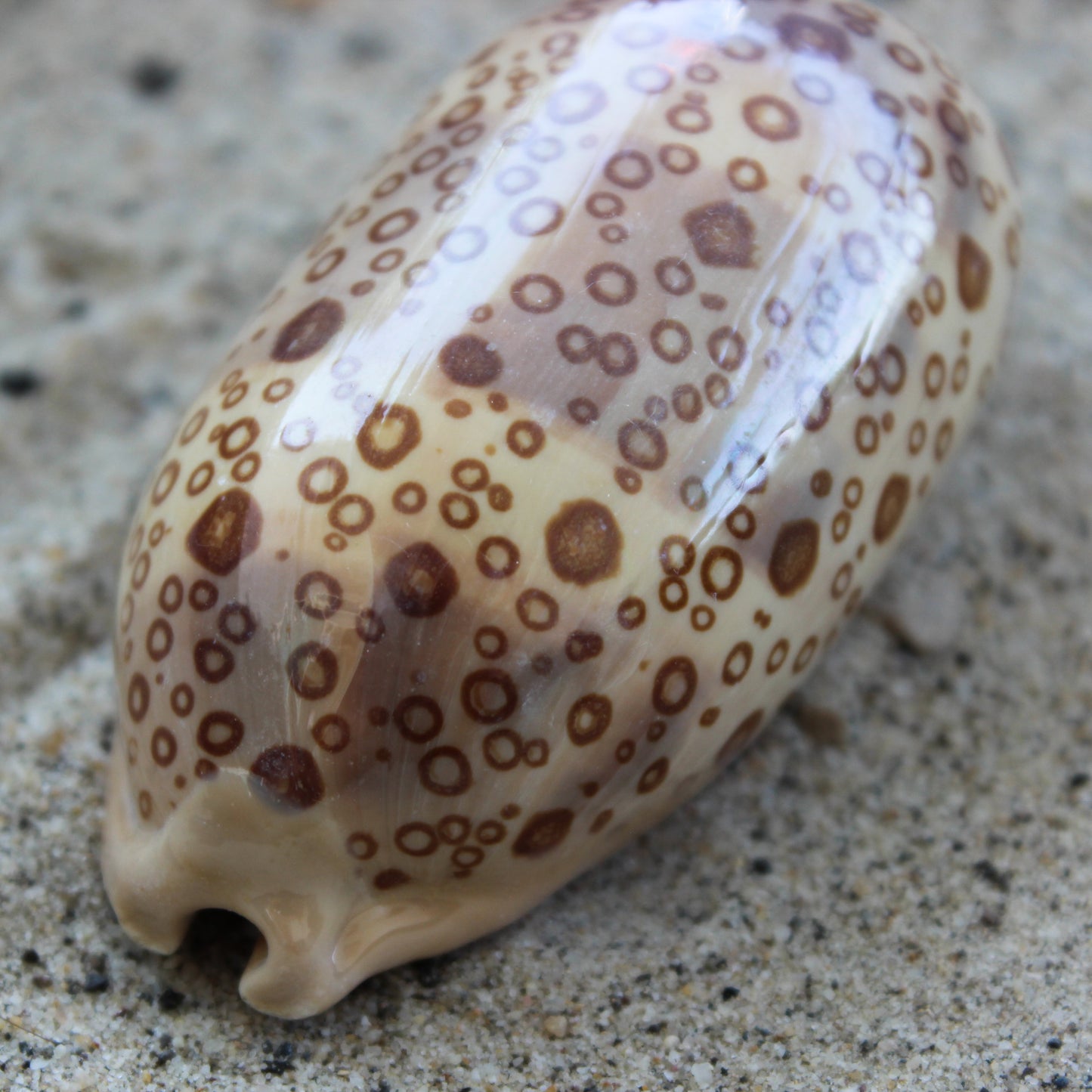 Eyed Cowrie 2-3"