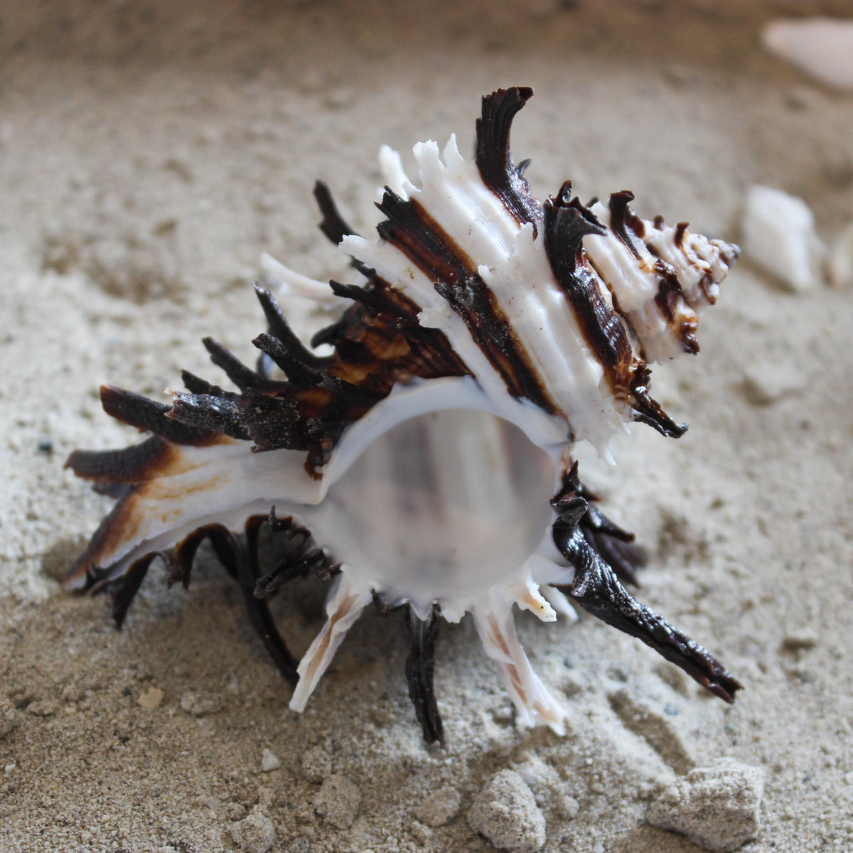Endive Murex
