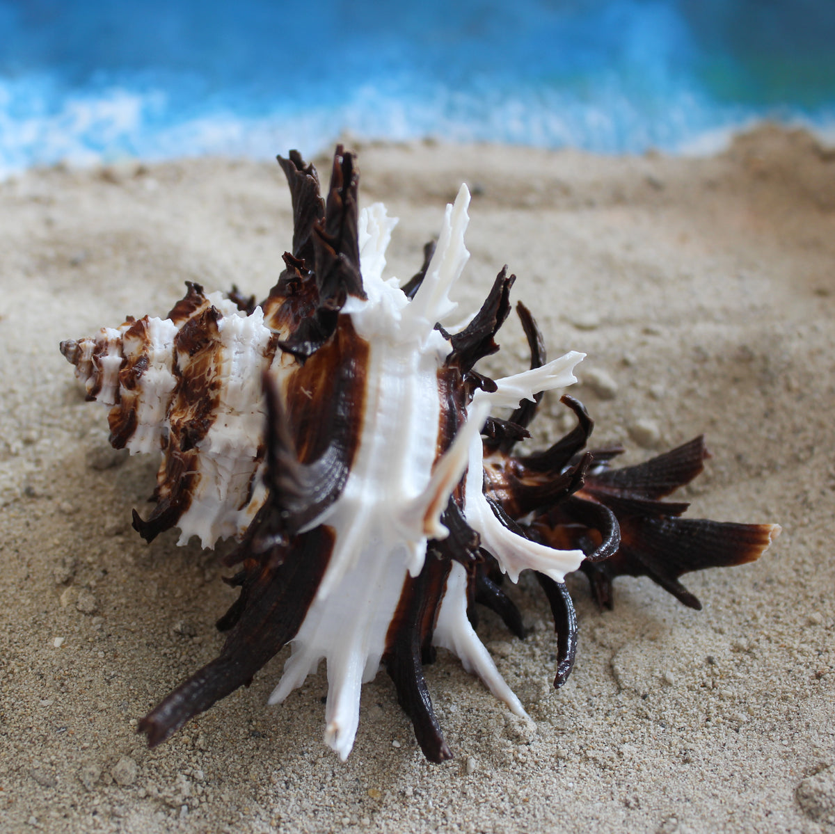 Endive Murex