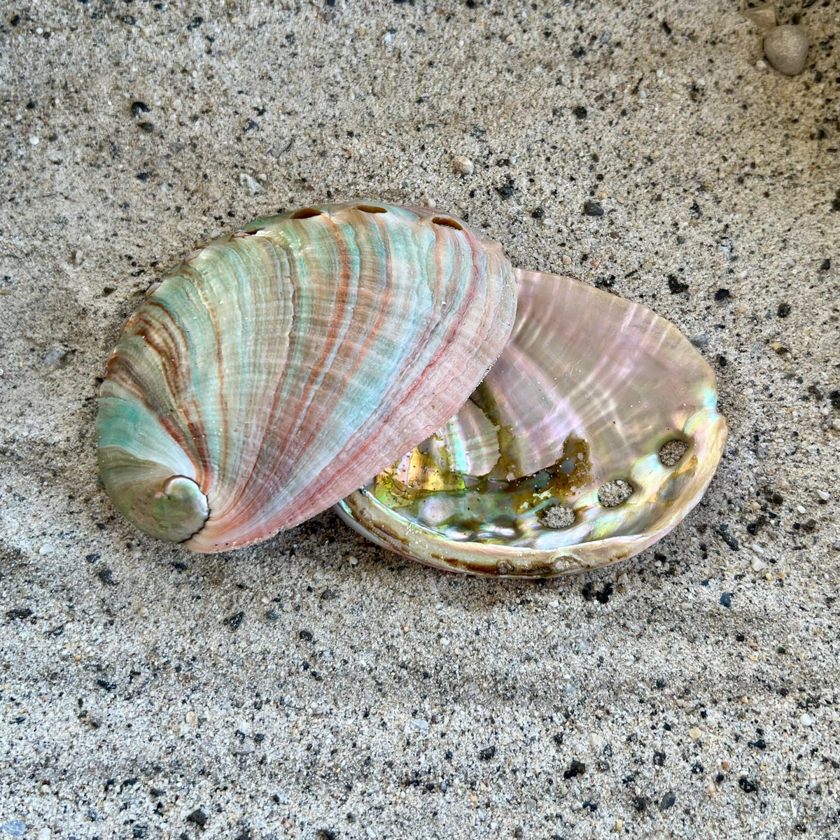 Red Abalone 3-3.5"