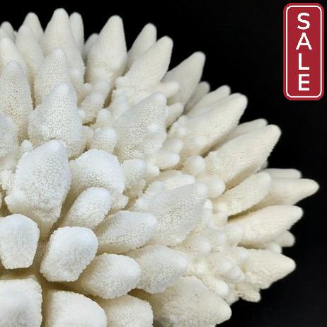 Finger Coral 14-18"