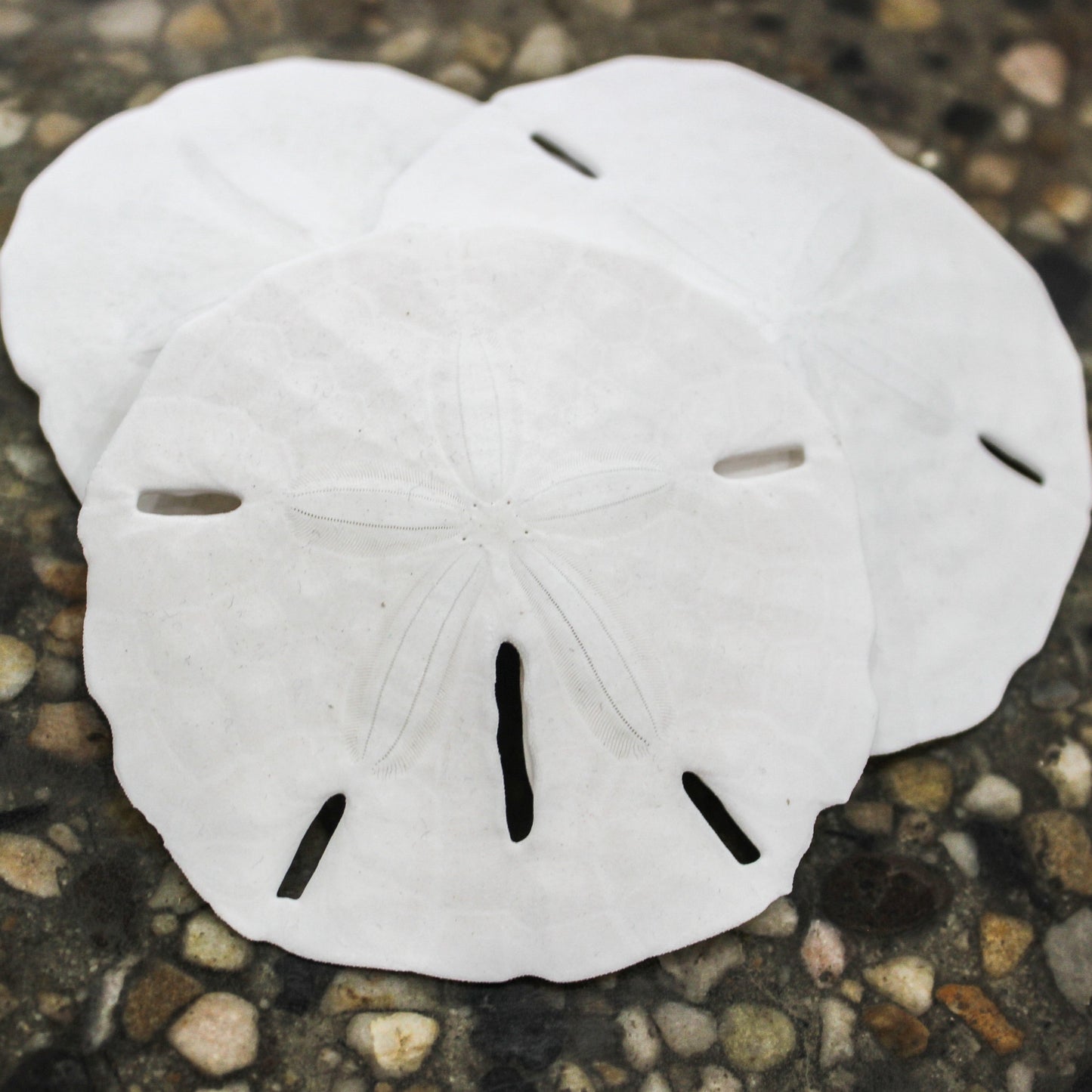 Florida Keyhole Sandollar