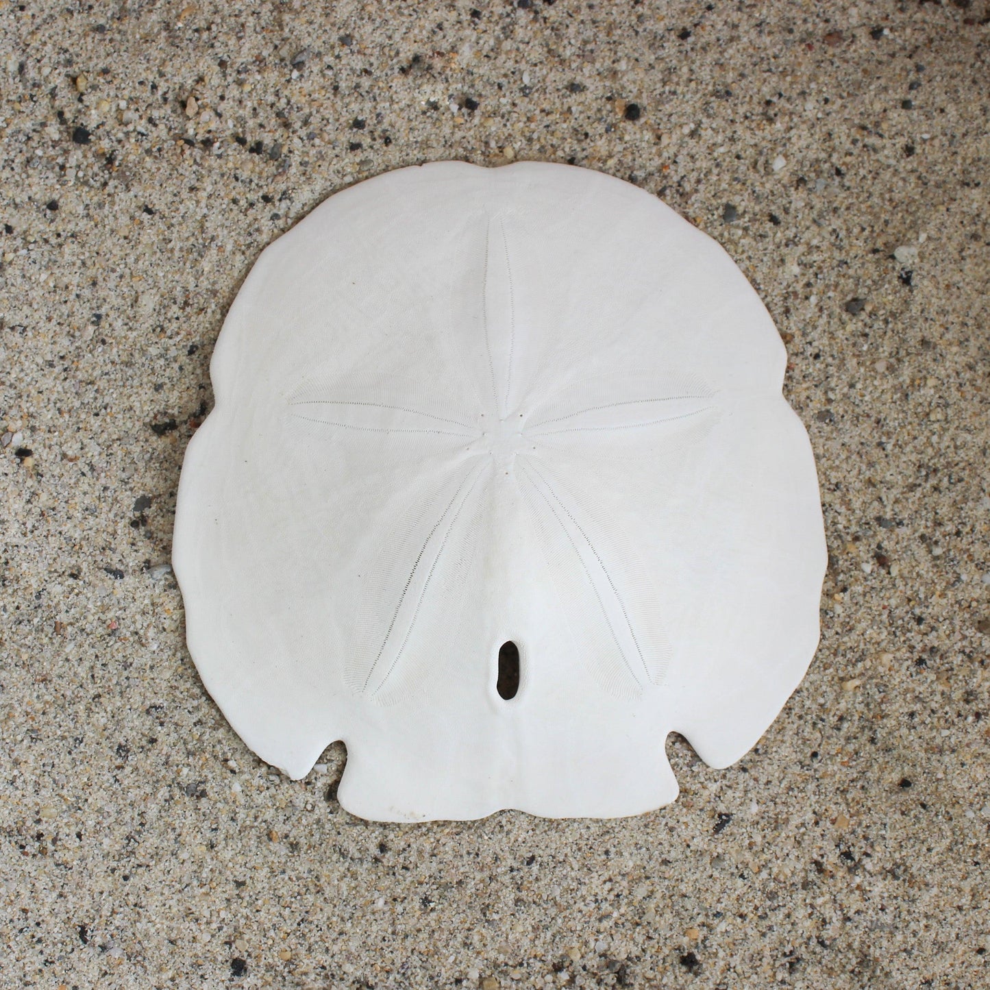 Florida Arrowhead Sandollar