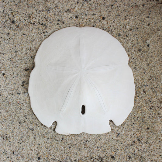 Florida Arrowhead Sandollar