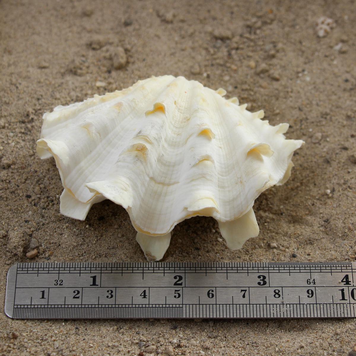 Fluted Clams