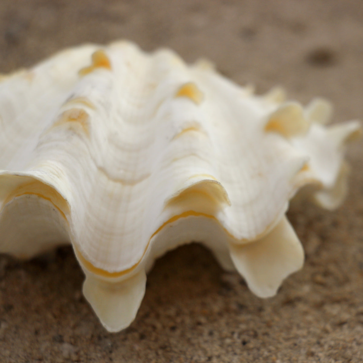 Fluted Clams