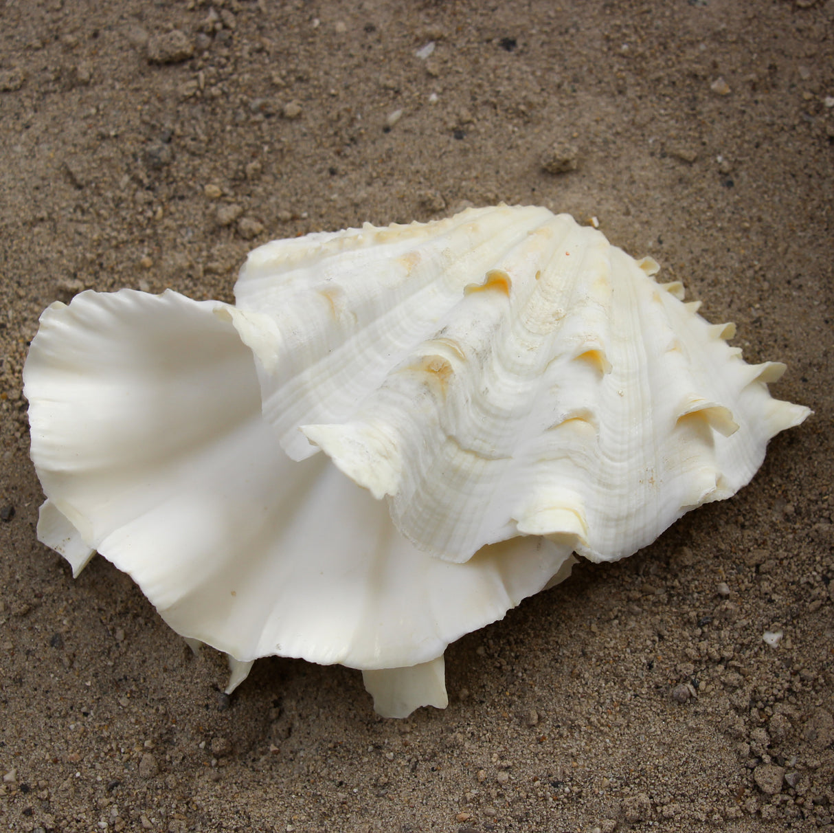 Fluted Clams