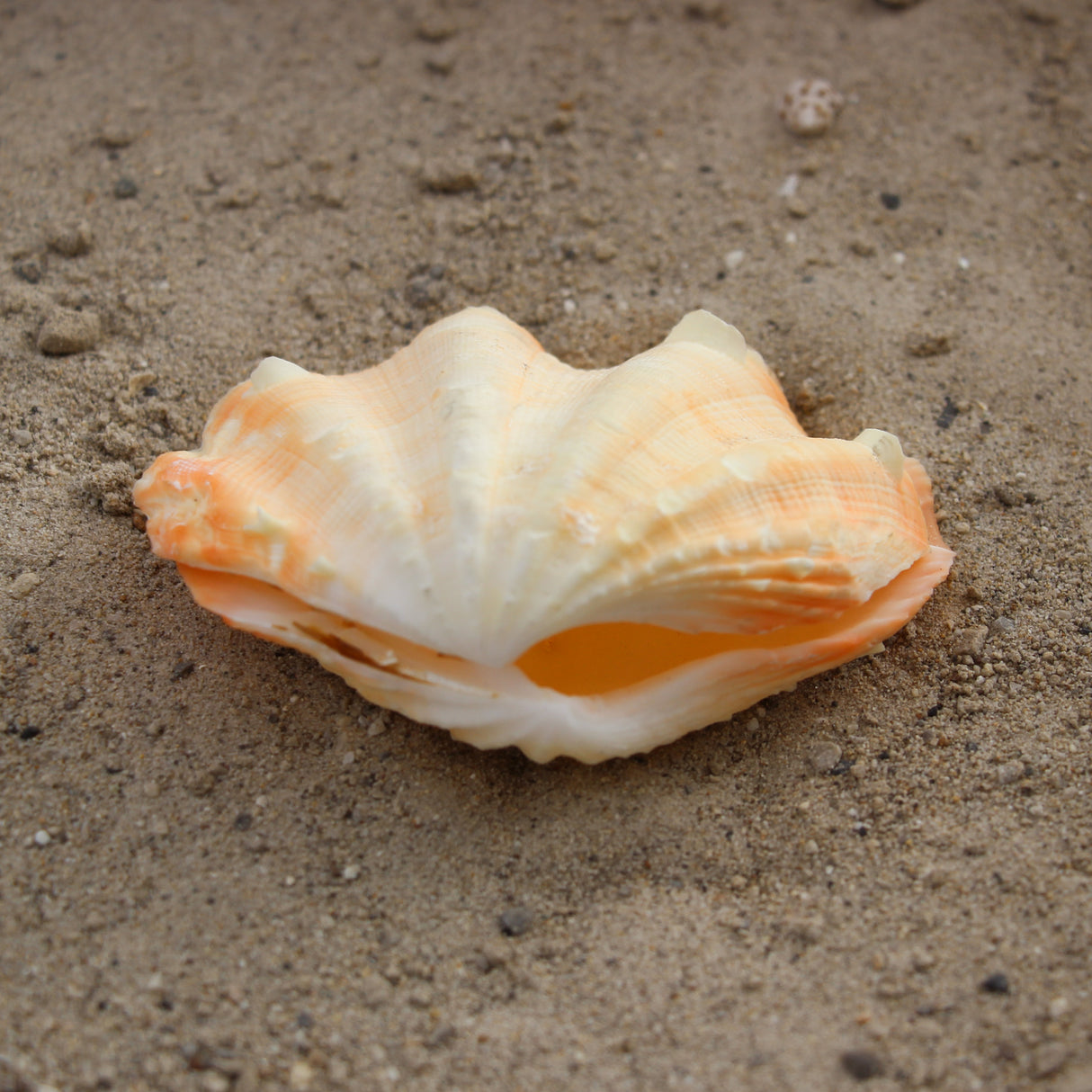 Fluted Clams