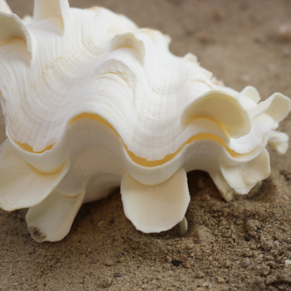 Fluted Clams