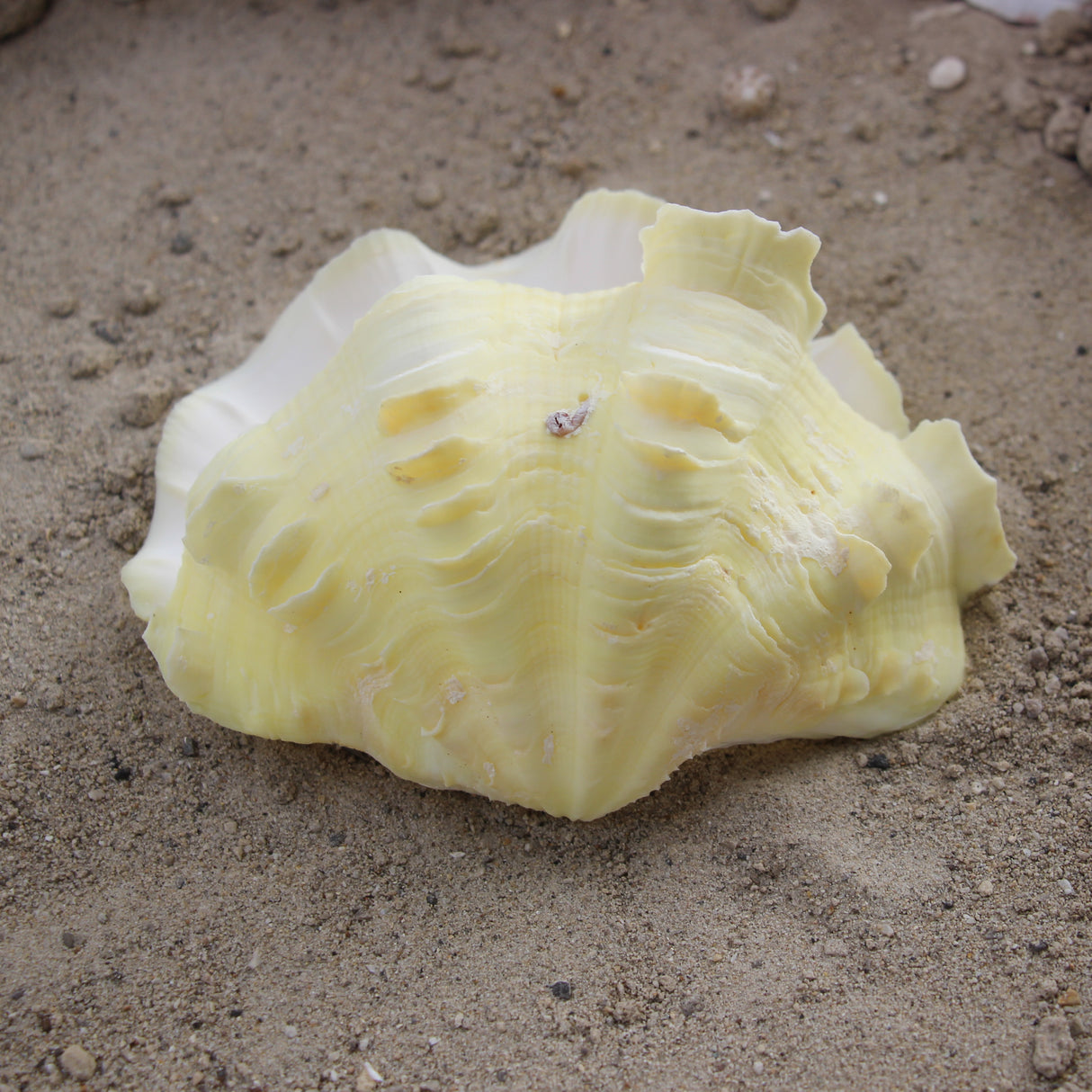 Fluted Clams