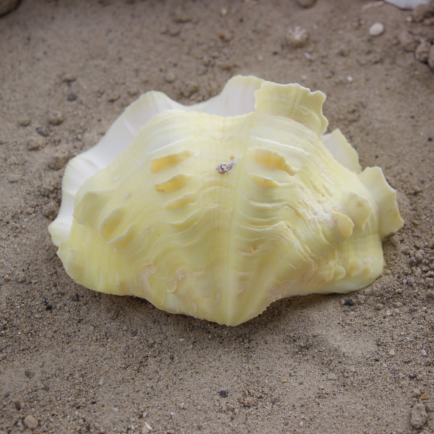 Fluted Clams
