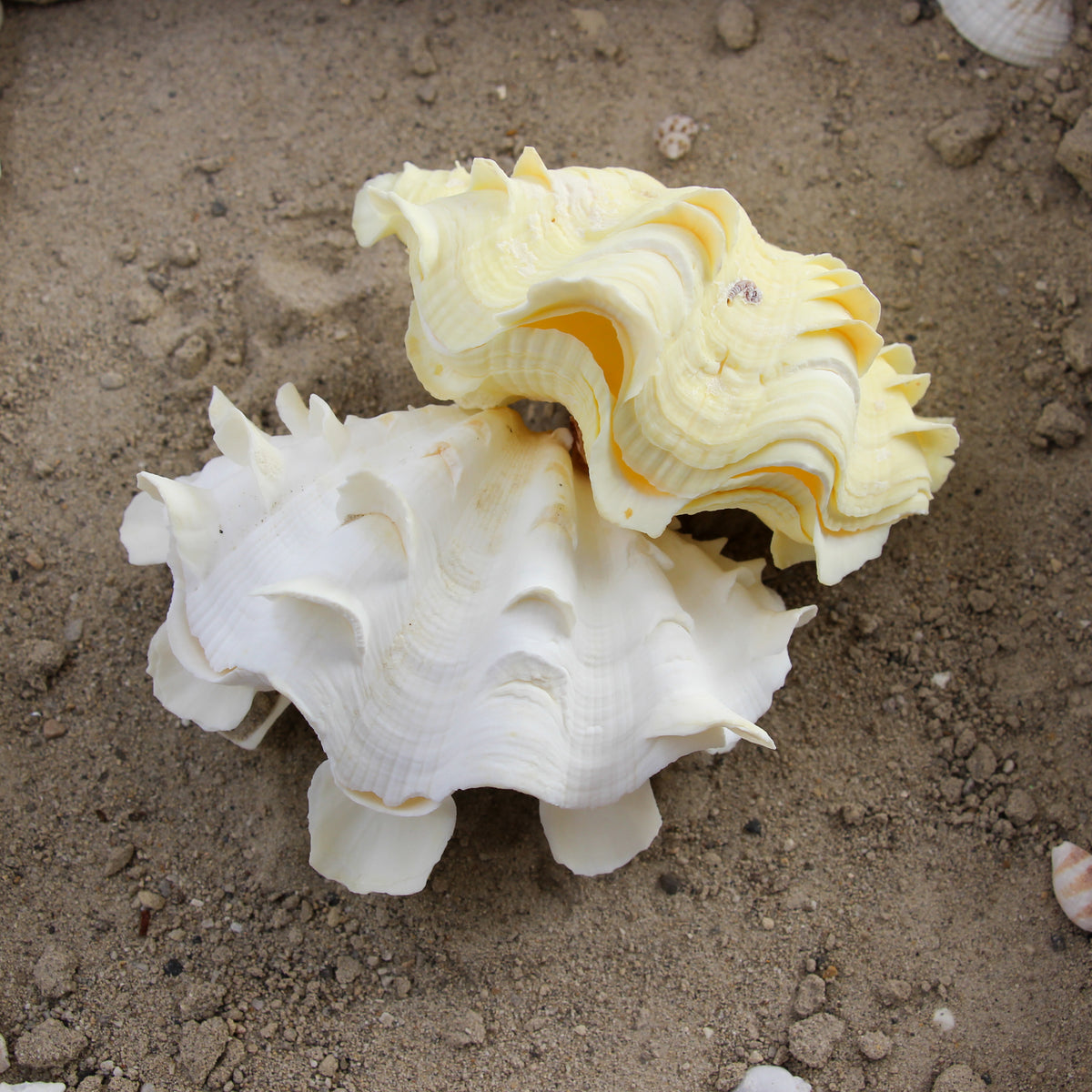 Fluted Clams