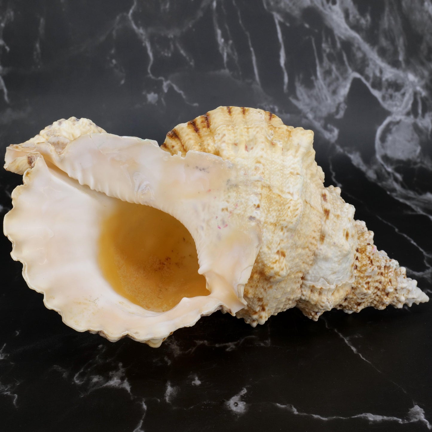 Giant Frog Shell 9-10"