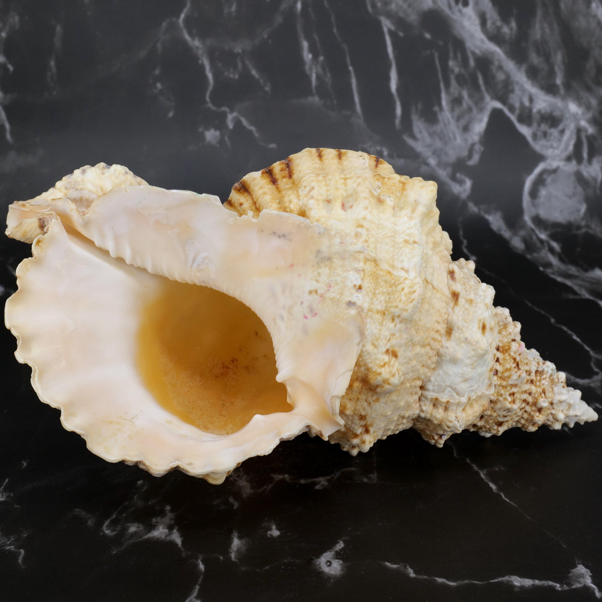 Giant Frog Shells