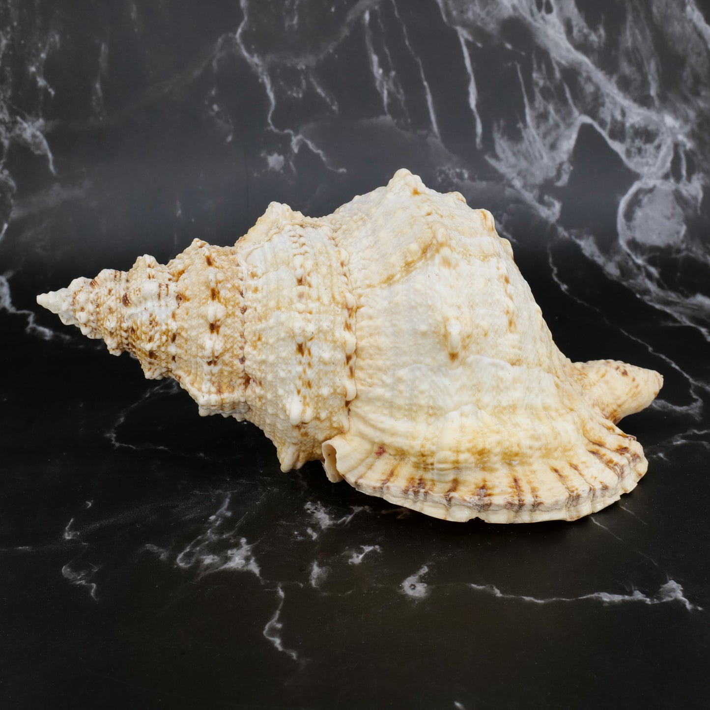 Giant Frog Shell 9-10"