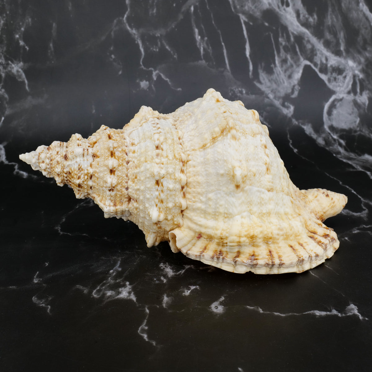 Giant Frog Shells