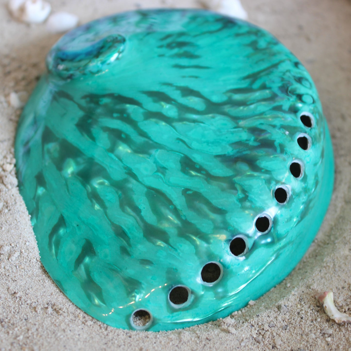 Midas Abalone Polished