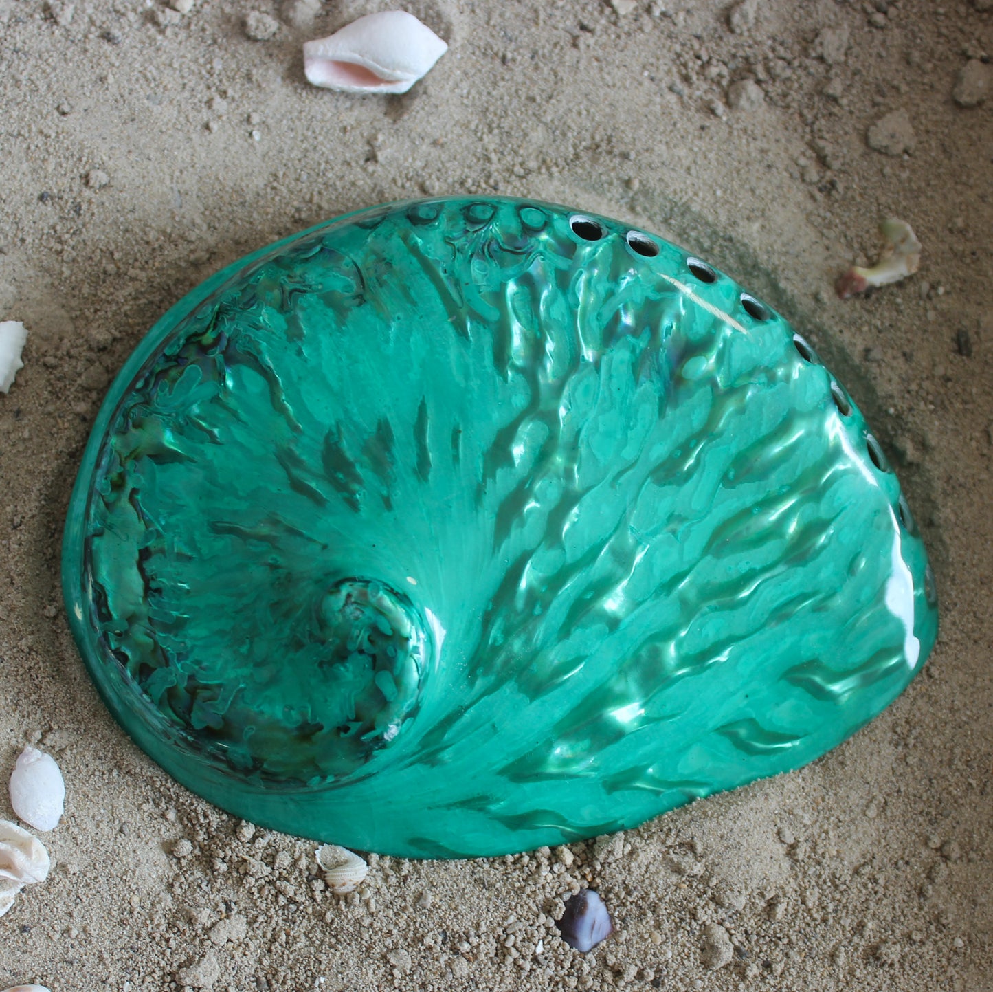 Midas Abalone Polished