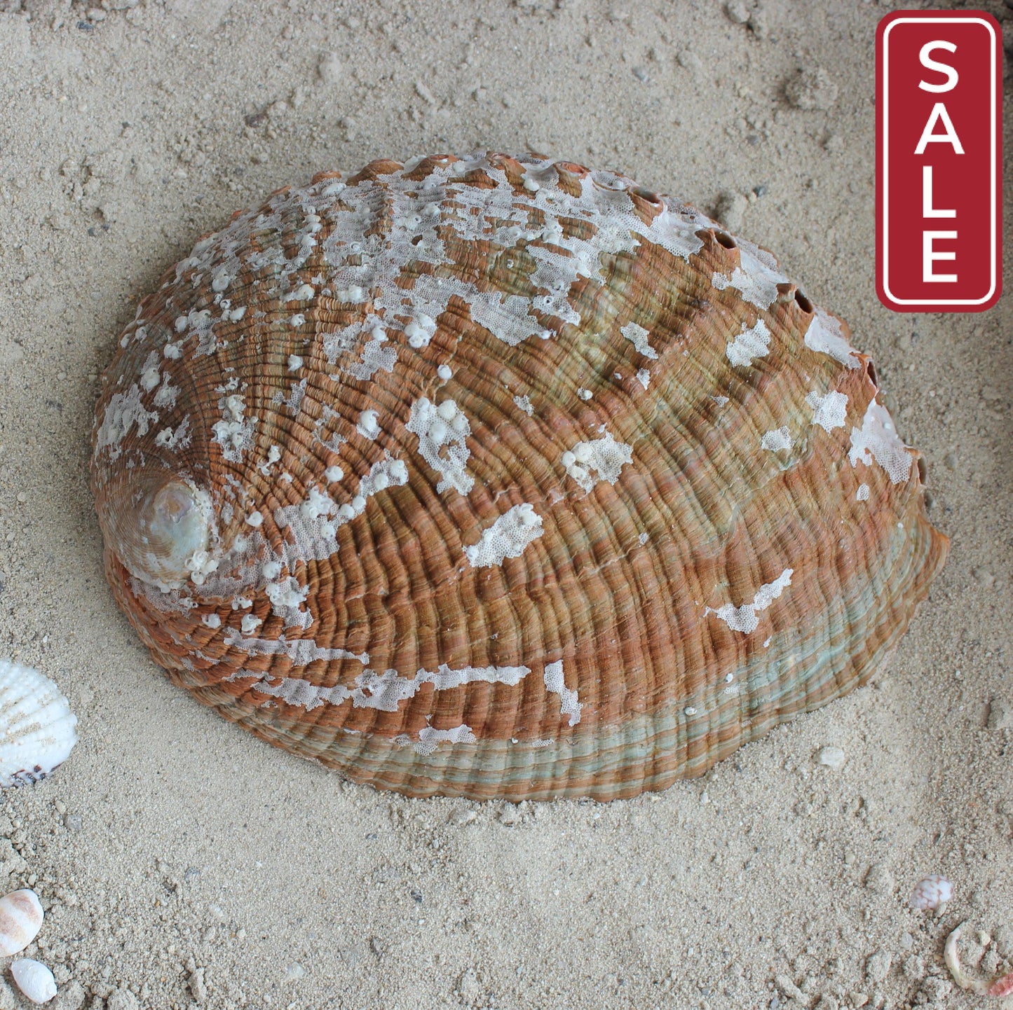 Green Abalone Polished 5-6"