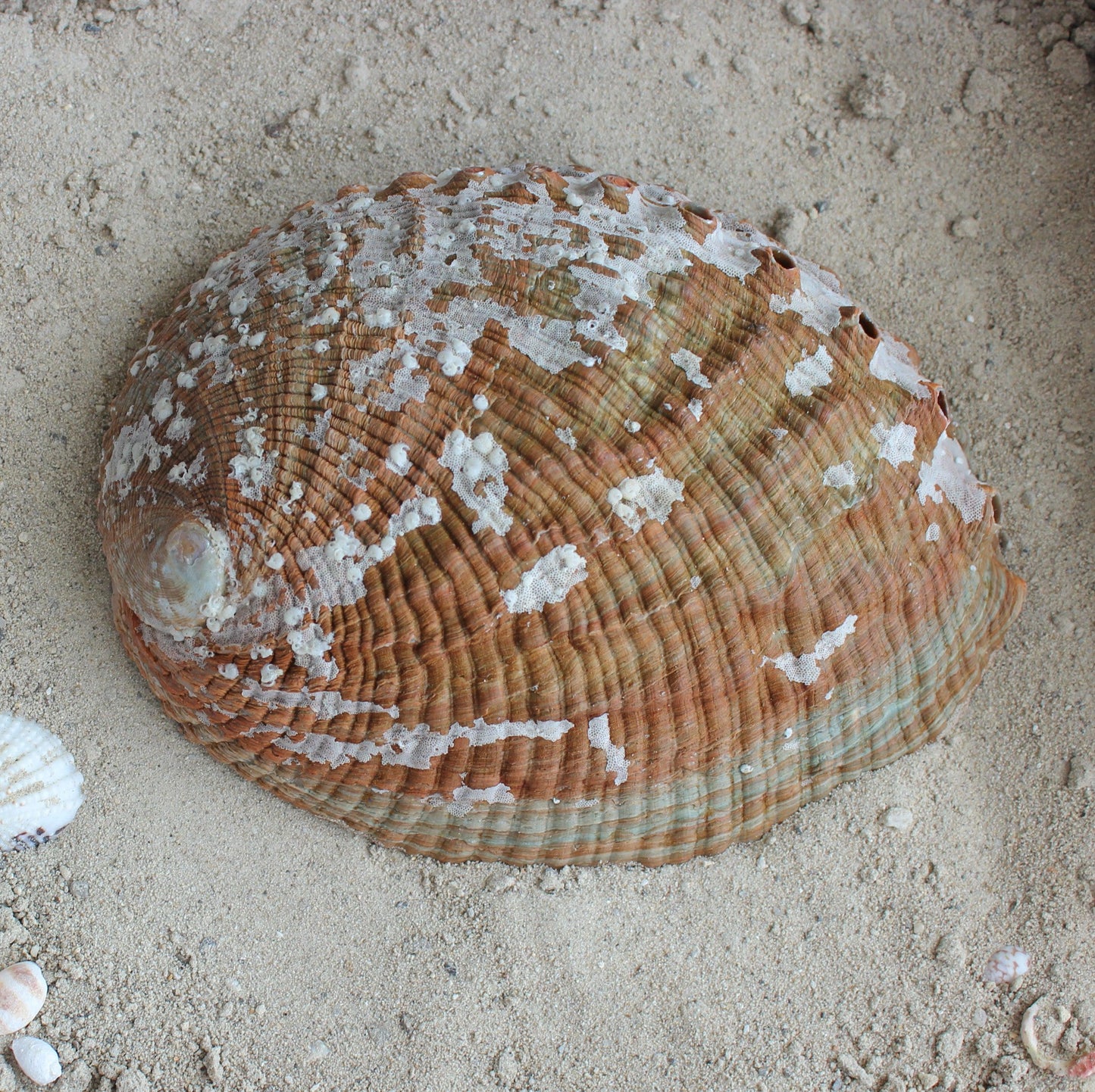Green Abalone Polished 5-6"