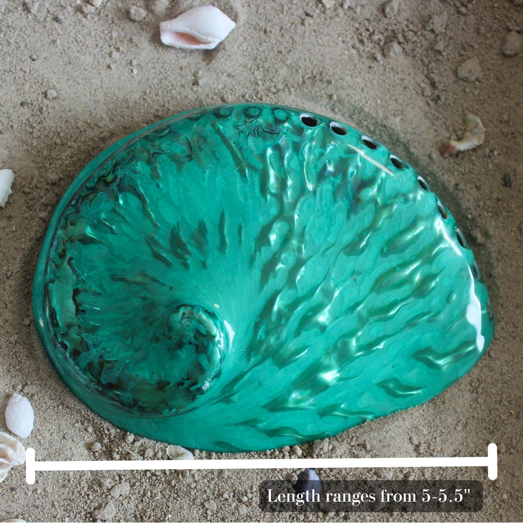 Midas Abalone Polished