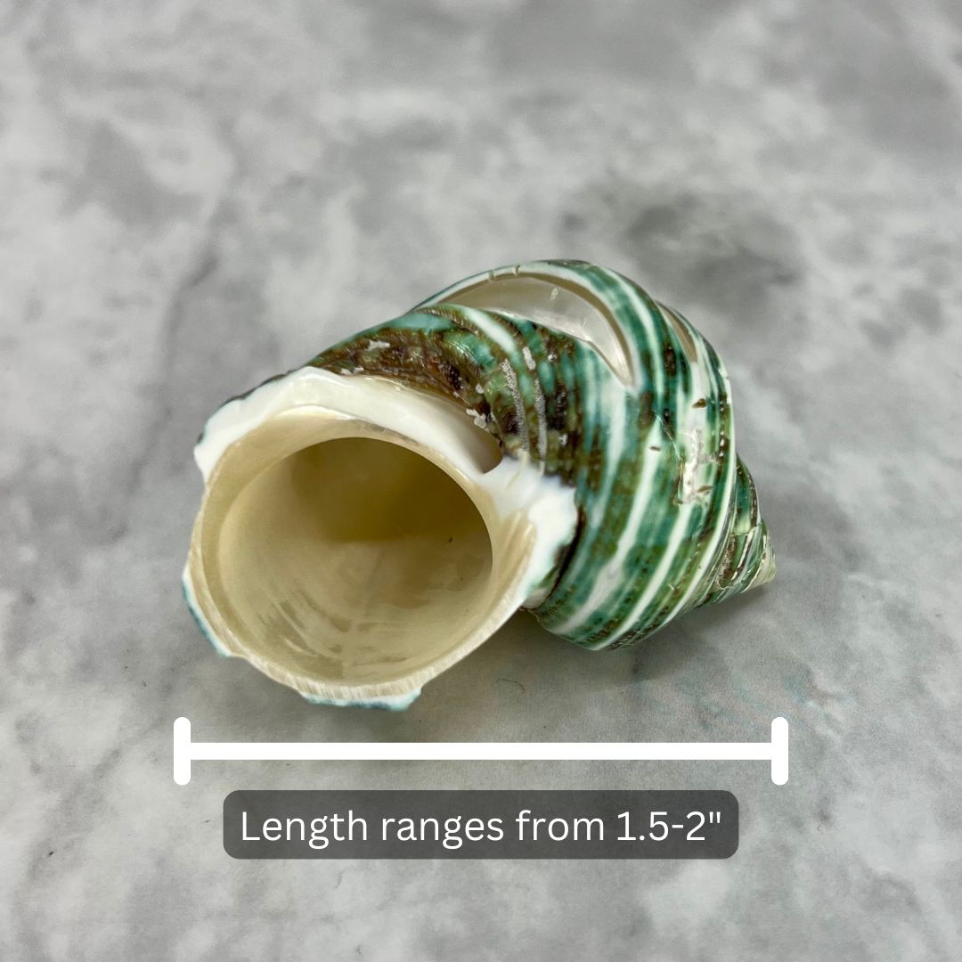 Green Turbo Banded 1.5-2"