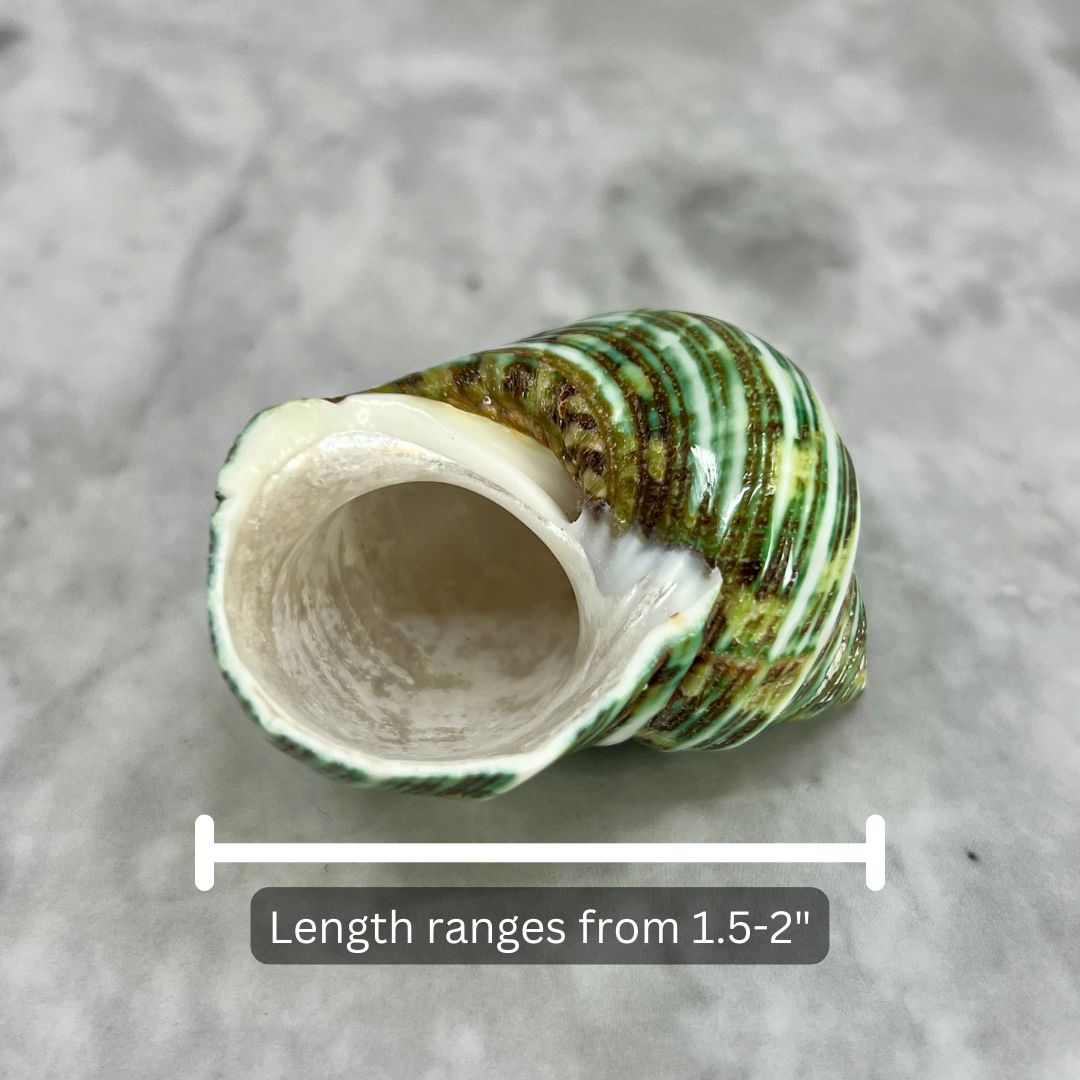 Green Turbo Polished 1.5-2"