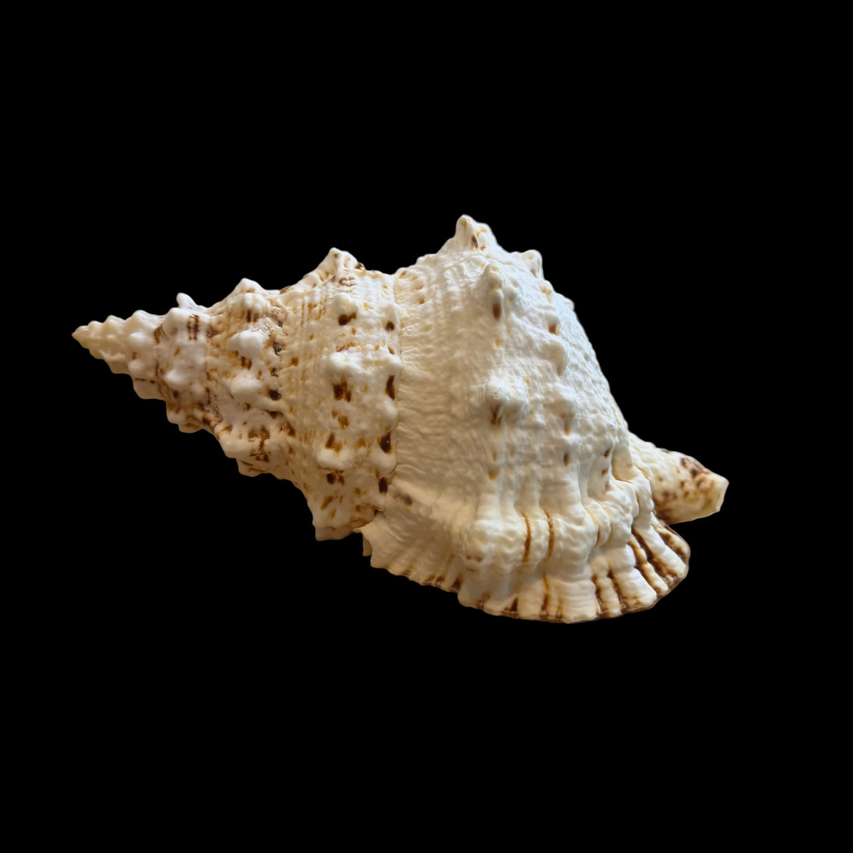 Giant Frog Shells