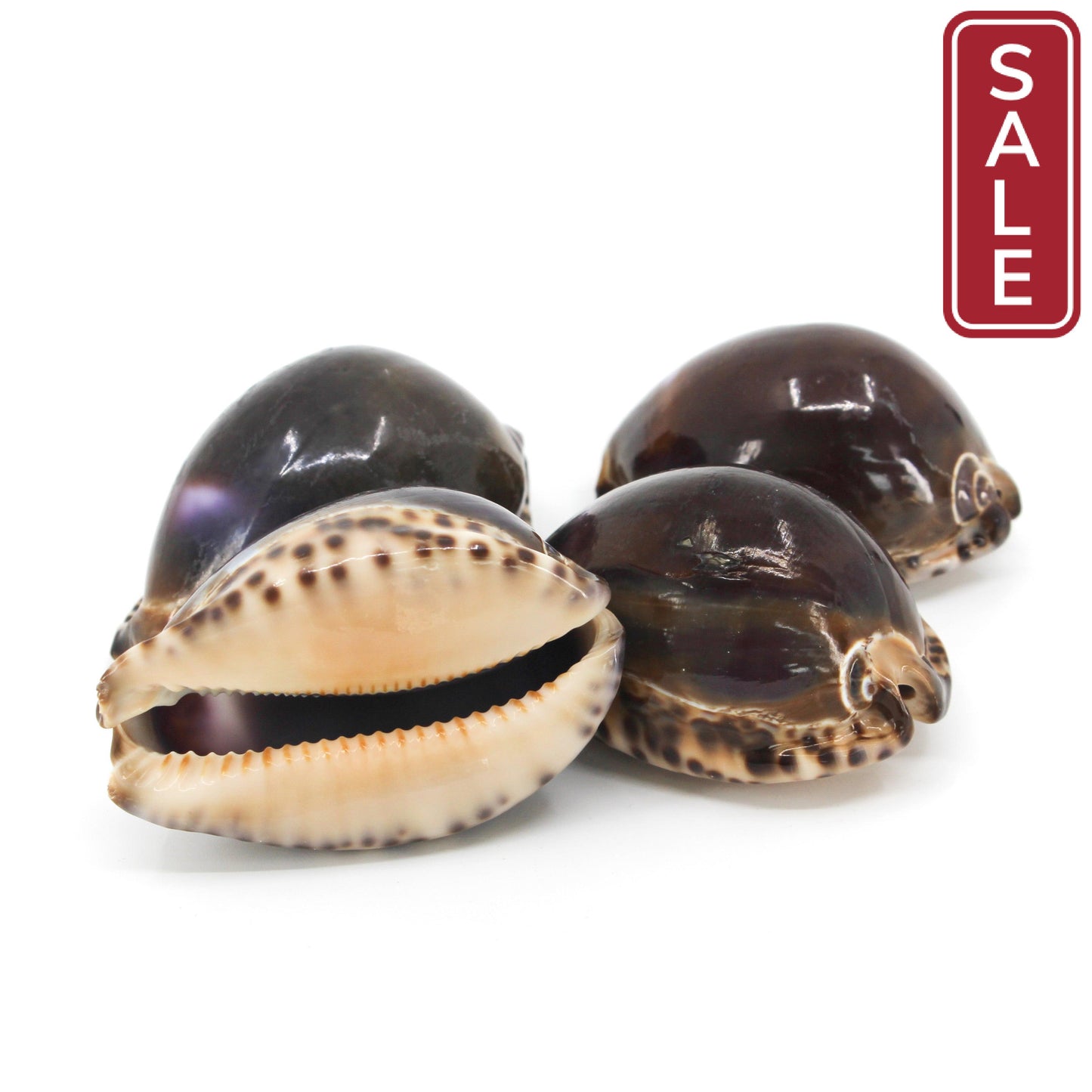 Arabian Cowrie 2-3"