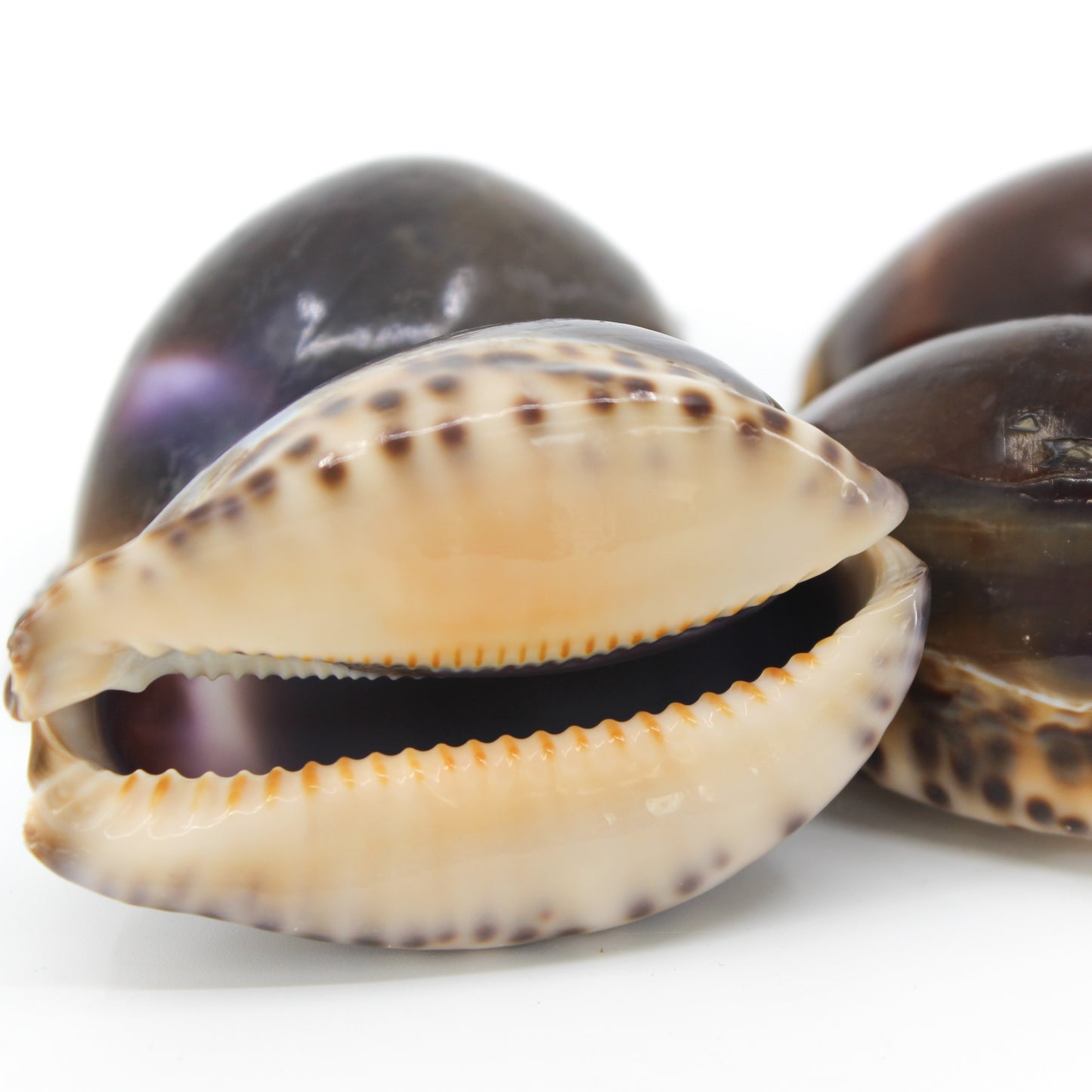 Arabian Cowrie 2-3"