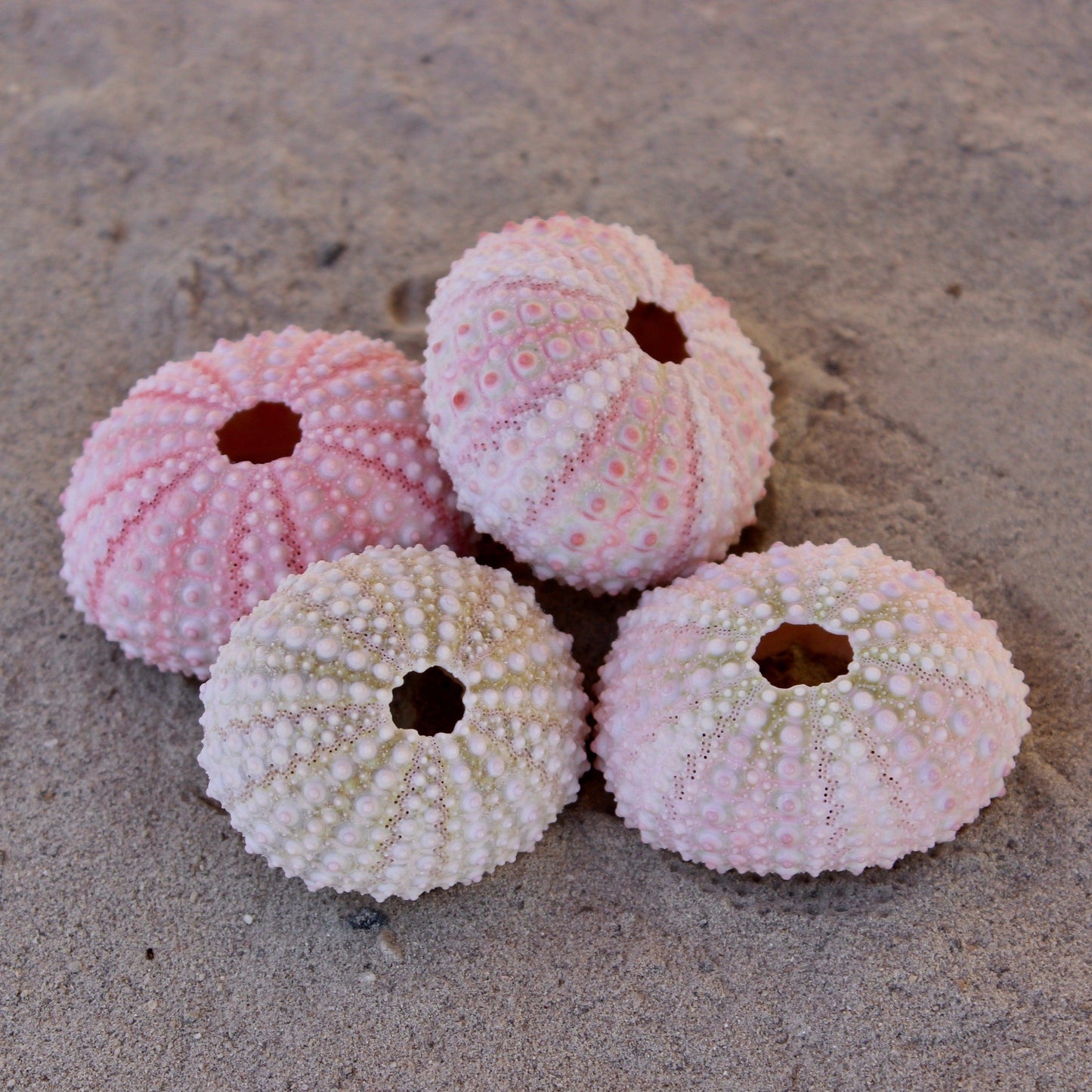 Pink Urchin