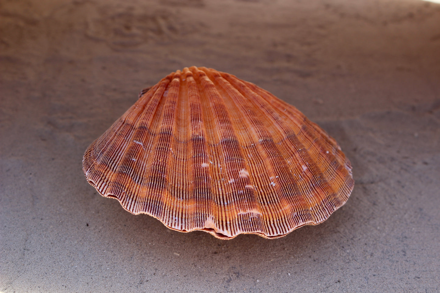 Lion's Paw | Orange 5-6"