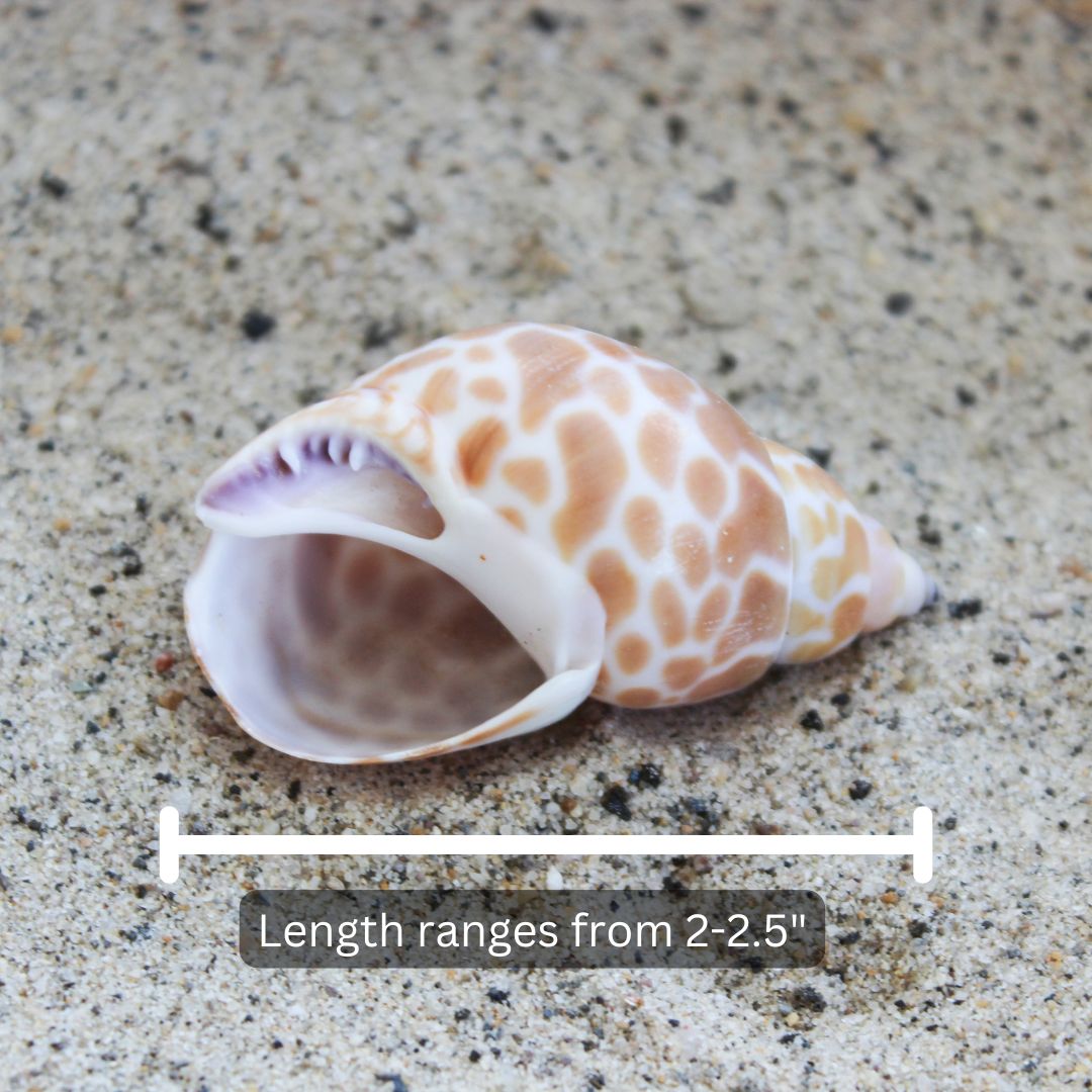 Indian Babylonia 2-2.5"