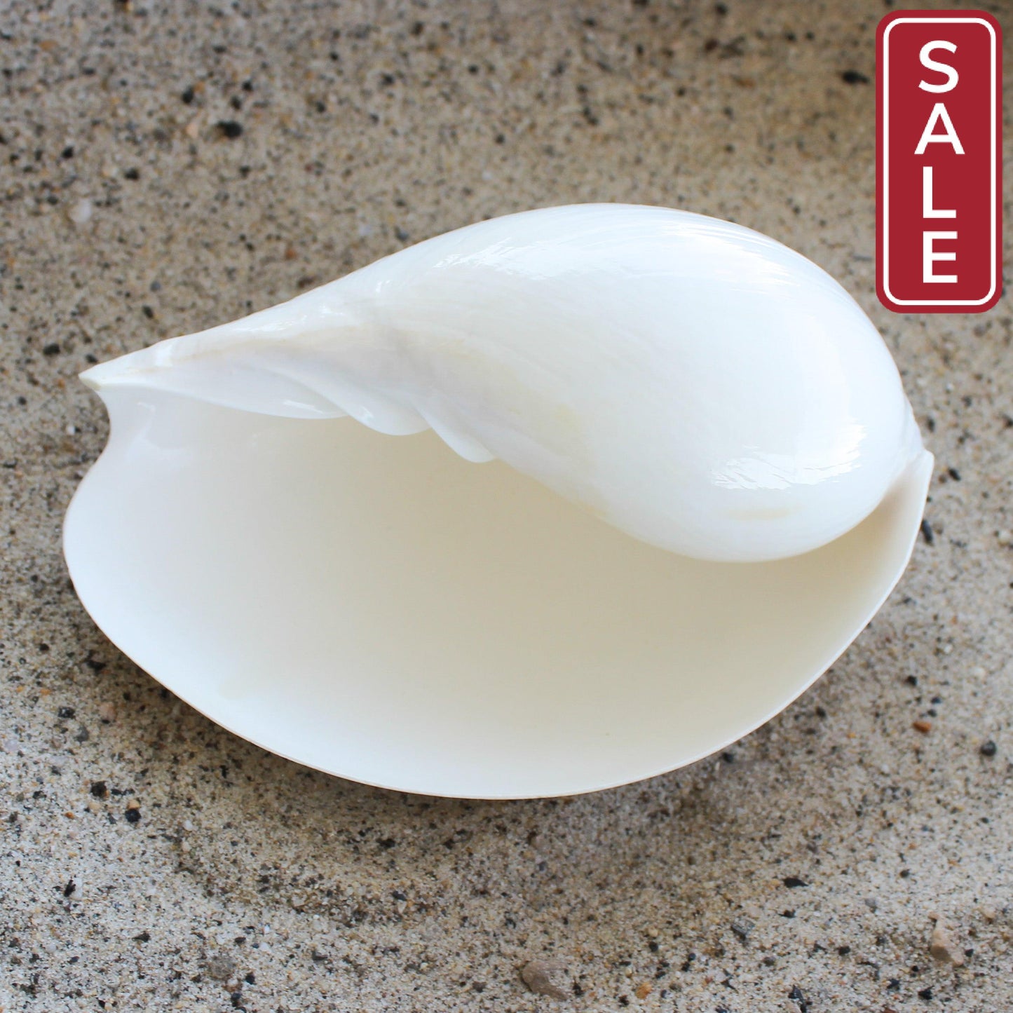 White Indian Volute 5-6"