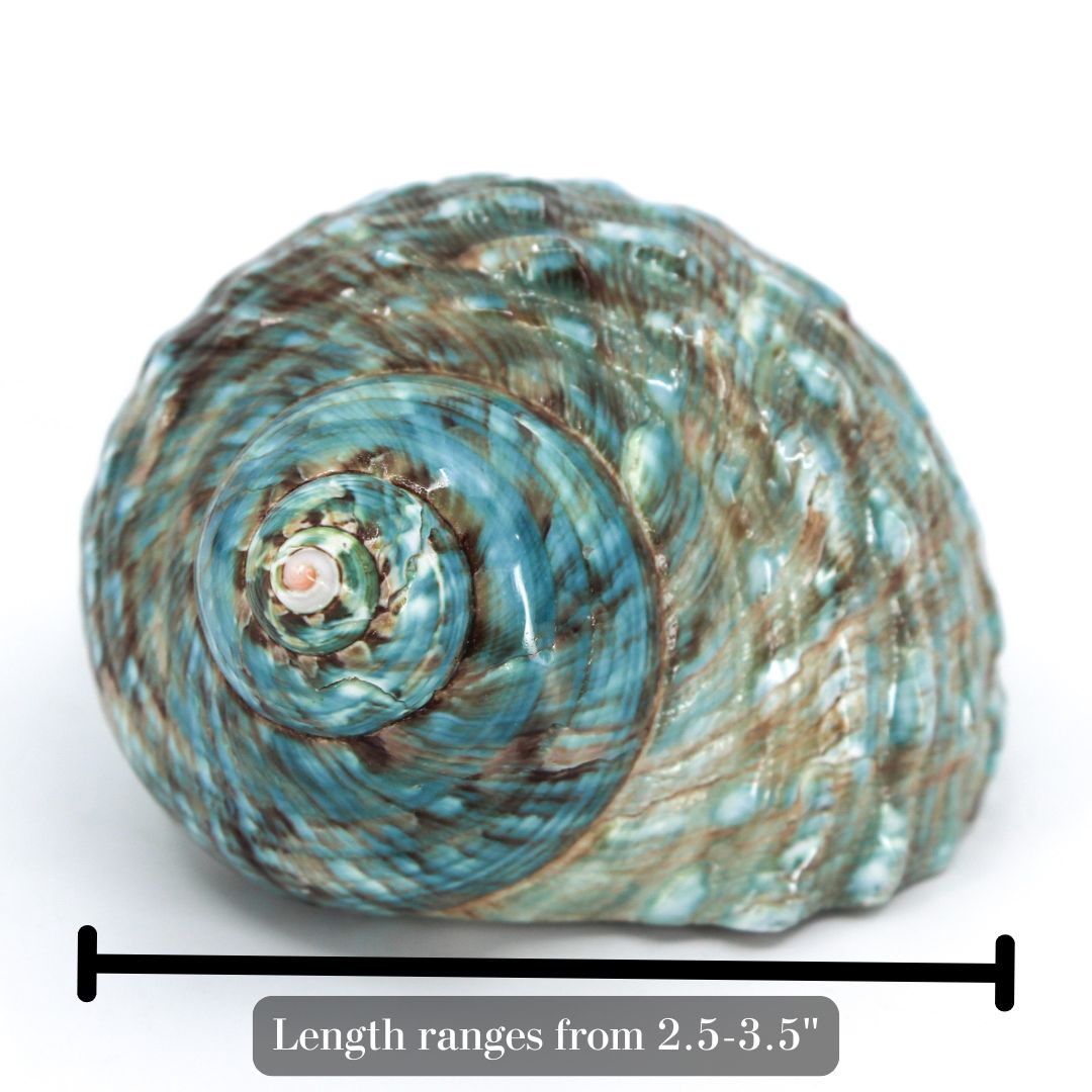 Jade Turbo Shell 2.5-3.5"