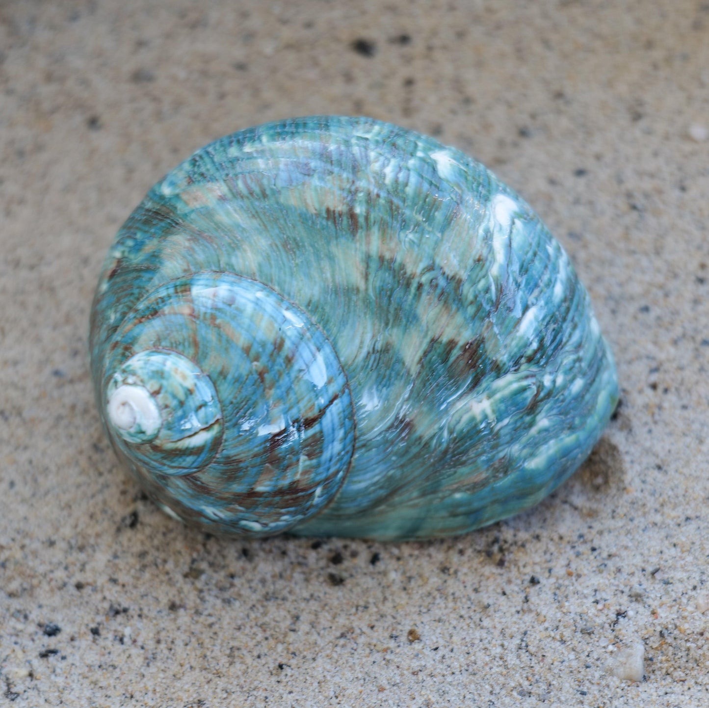Jade Turbo Shell 2.5-3.5"