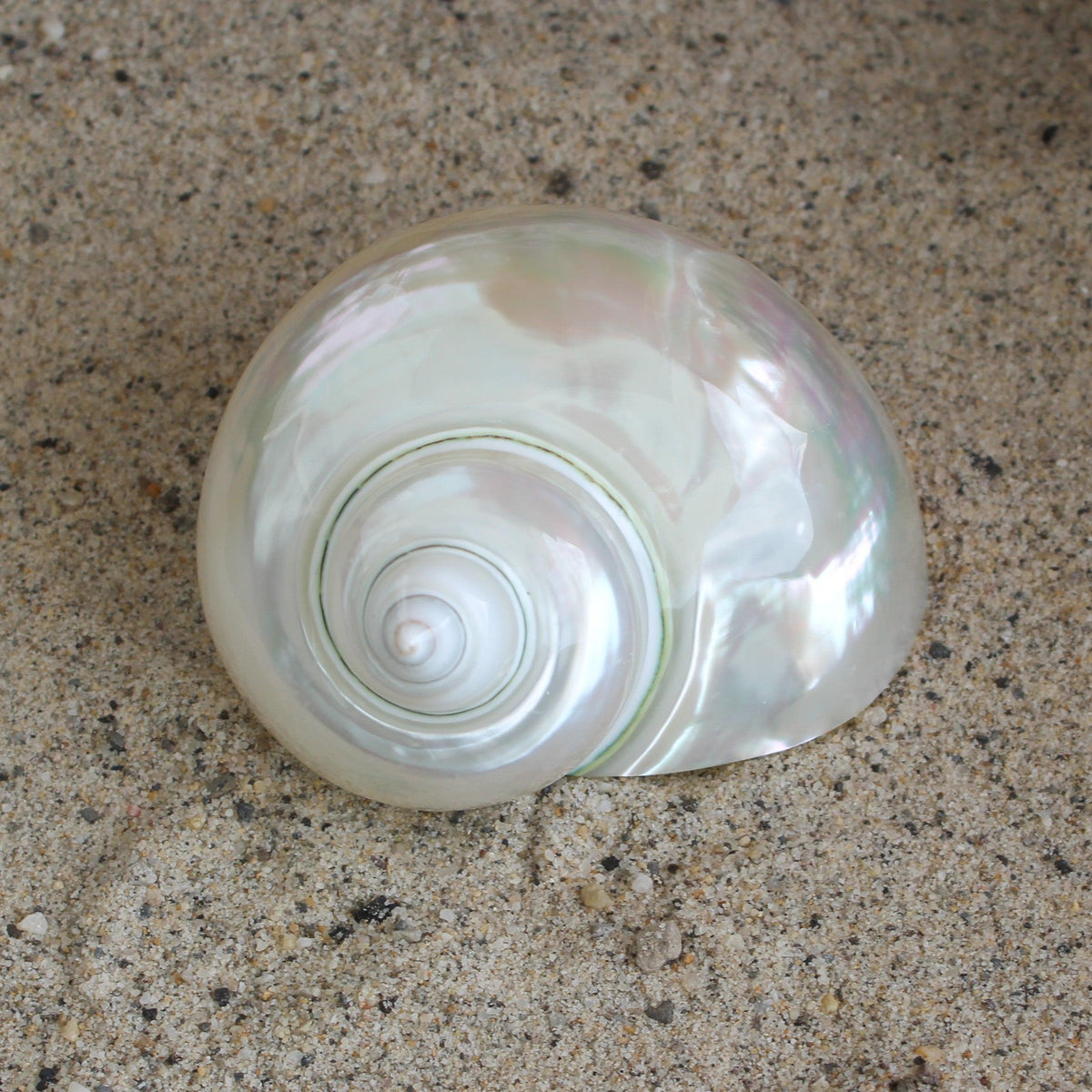 Polished Jade Turbo 2.5-3.5"