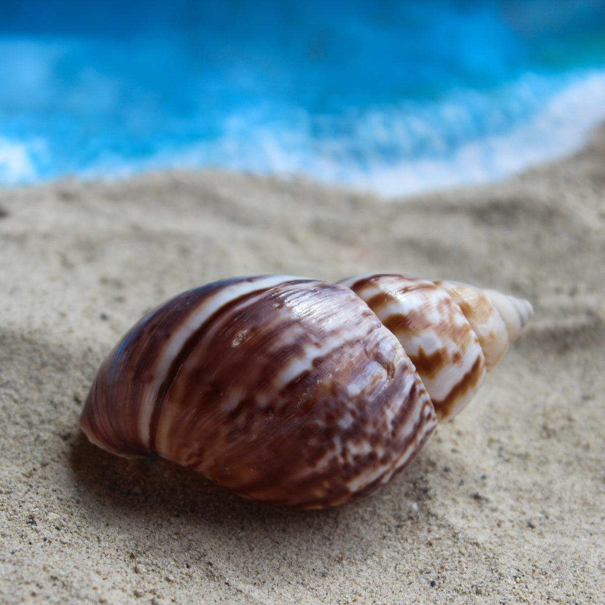 Japanese Landsnail 2.5-3"