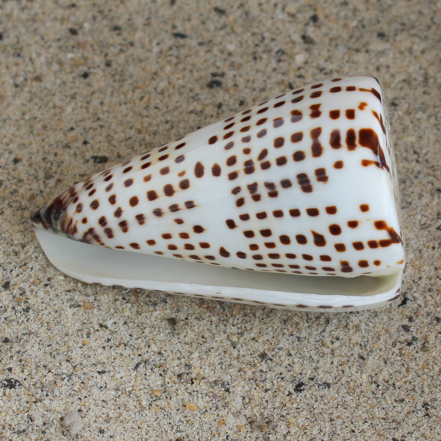 Lettered Cone 3-3.5"